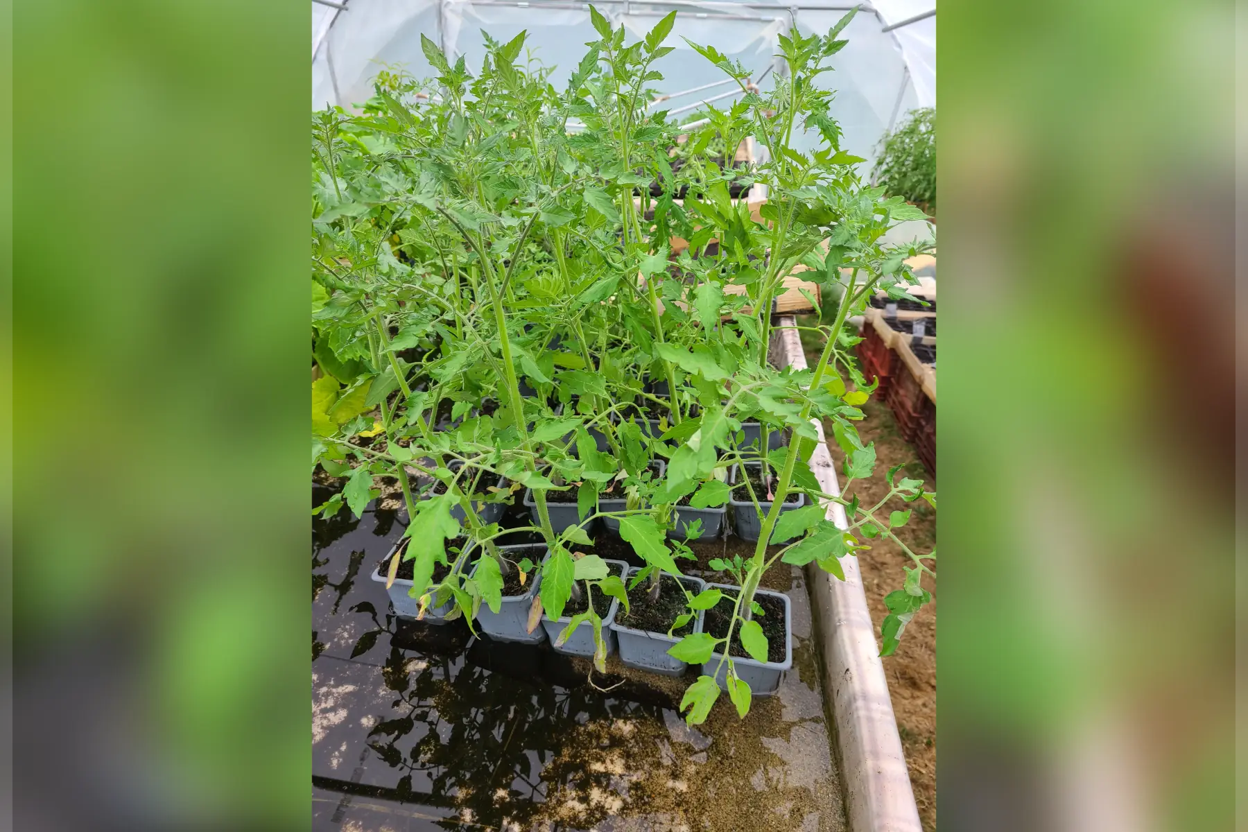 Plants tomates