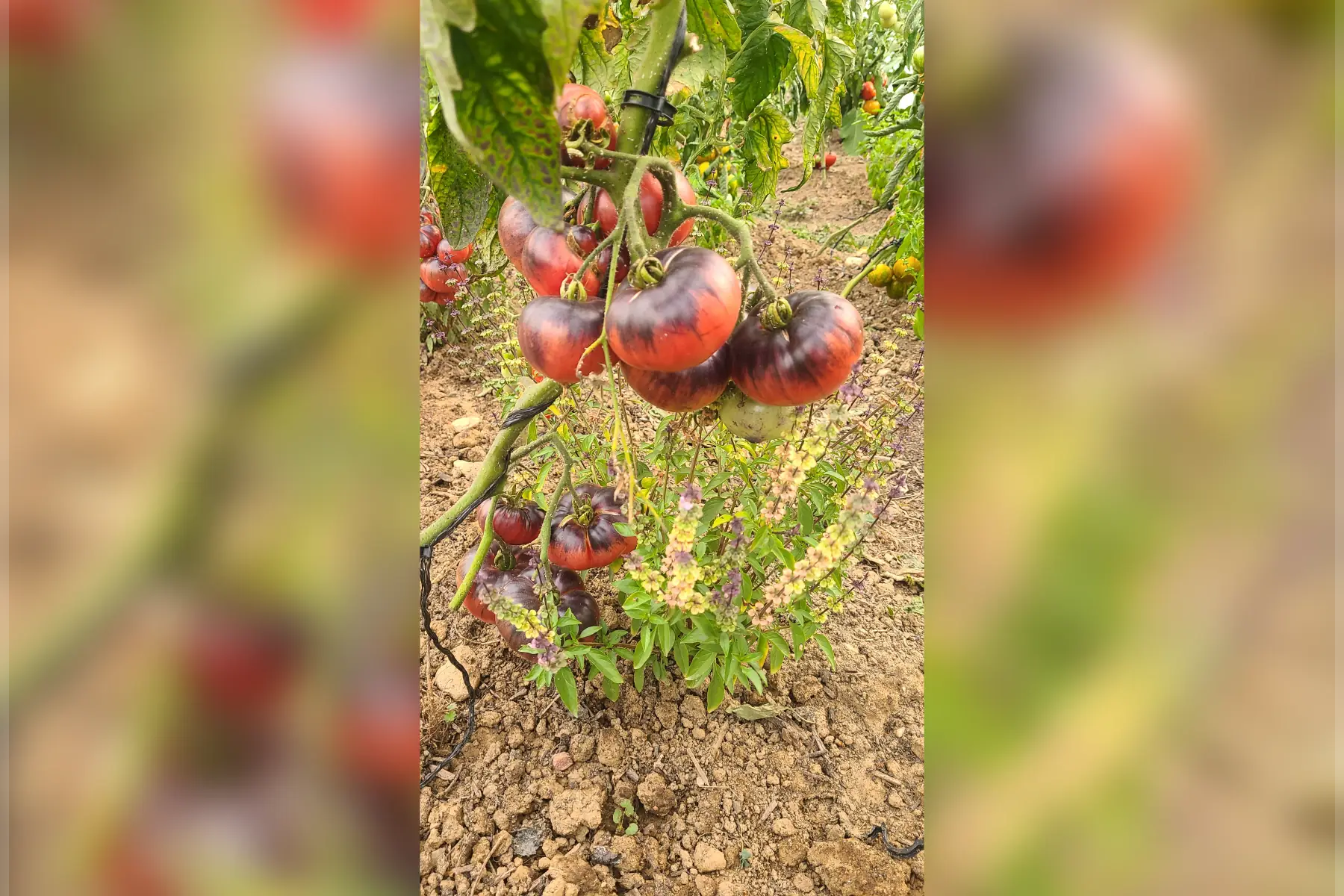 Tomates indigo blue