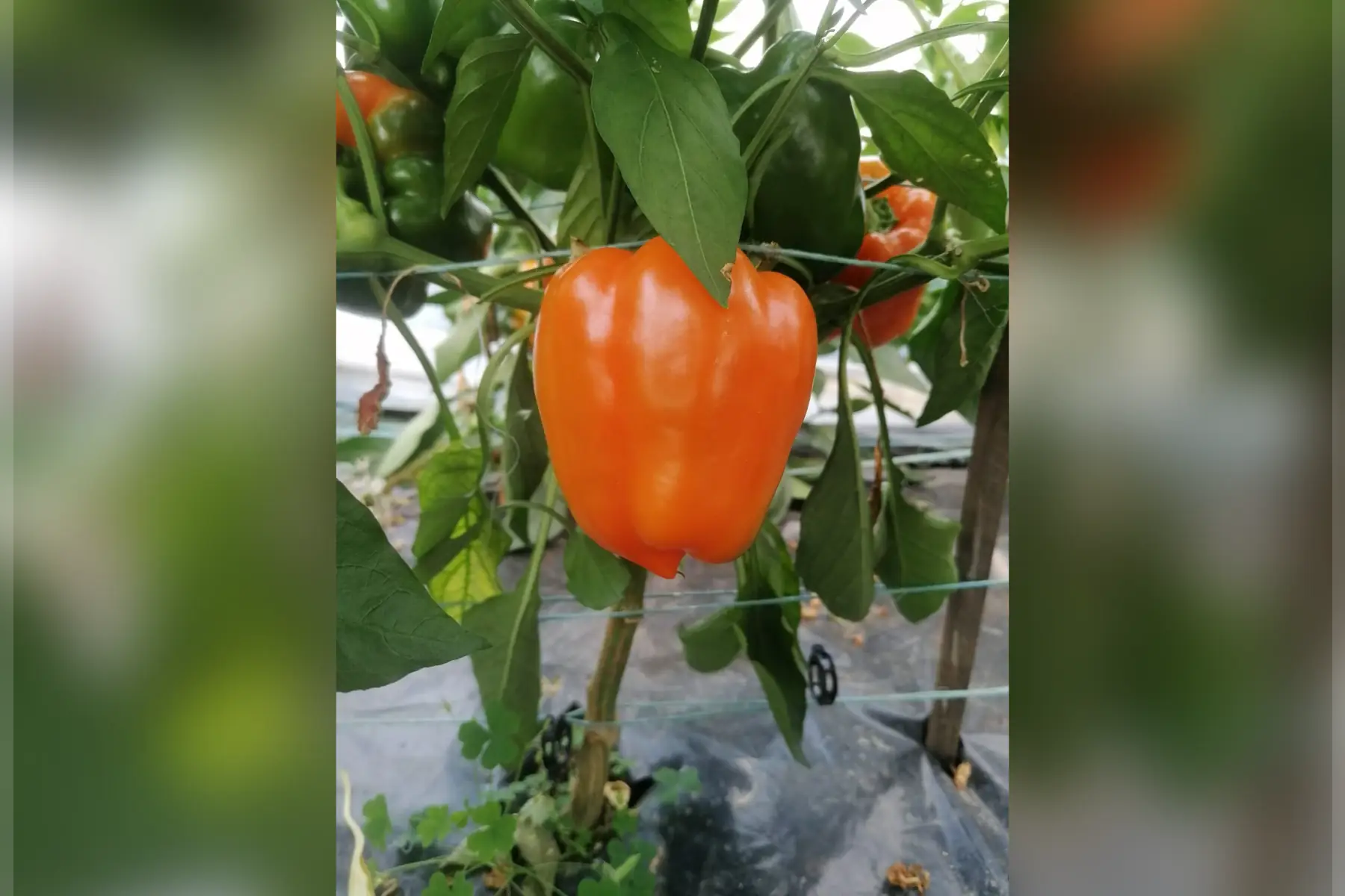Poivron orange