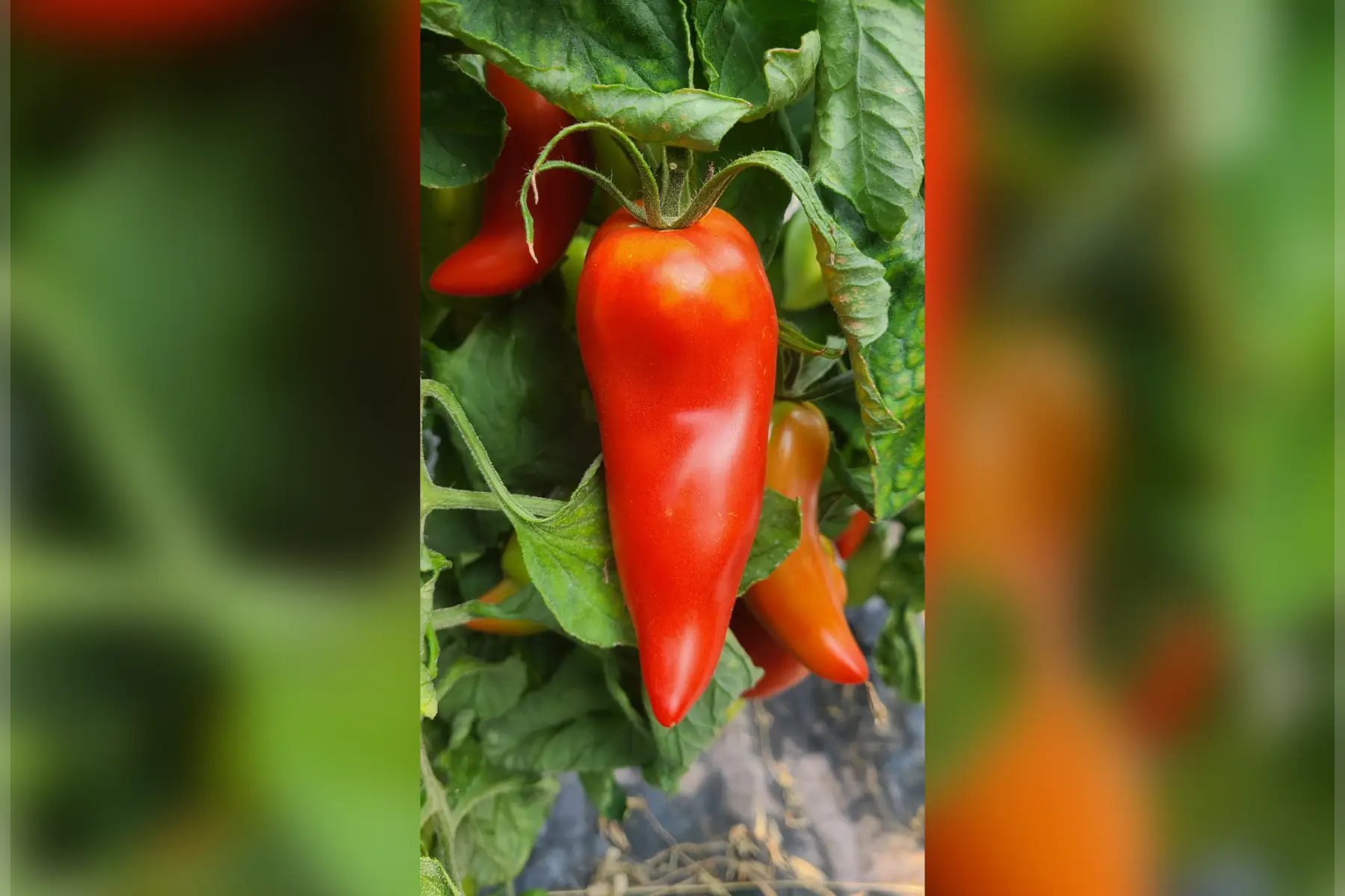 Tomate andine Cornue