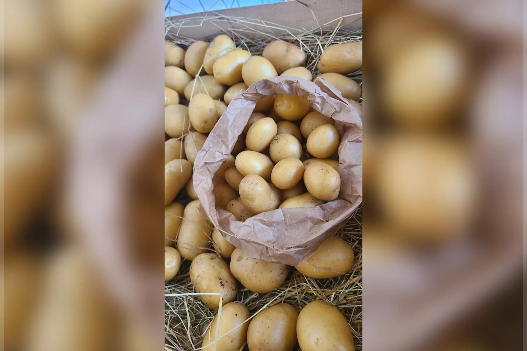 Pomme de terre type "grenaille"