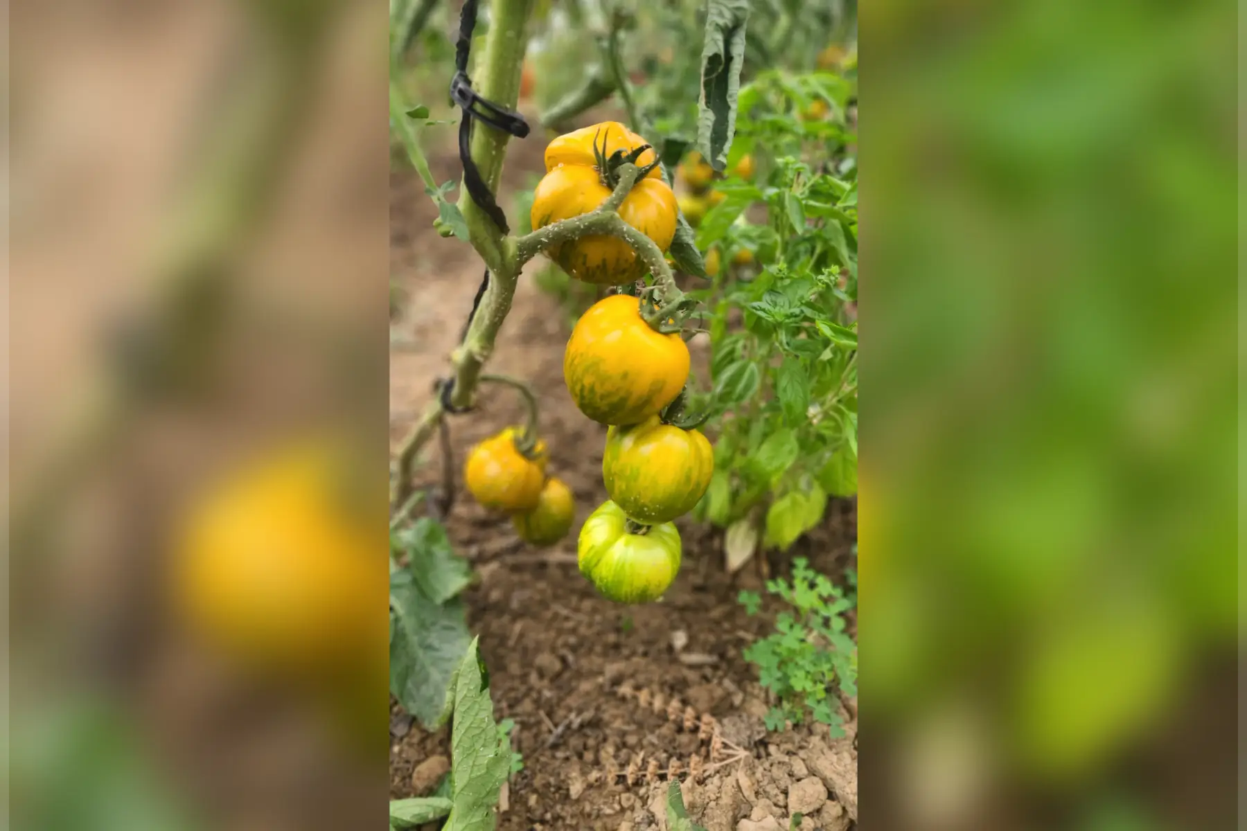 Tomate green zebra