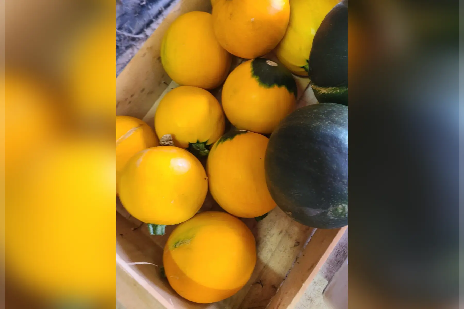 Courgettes rondes