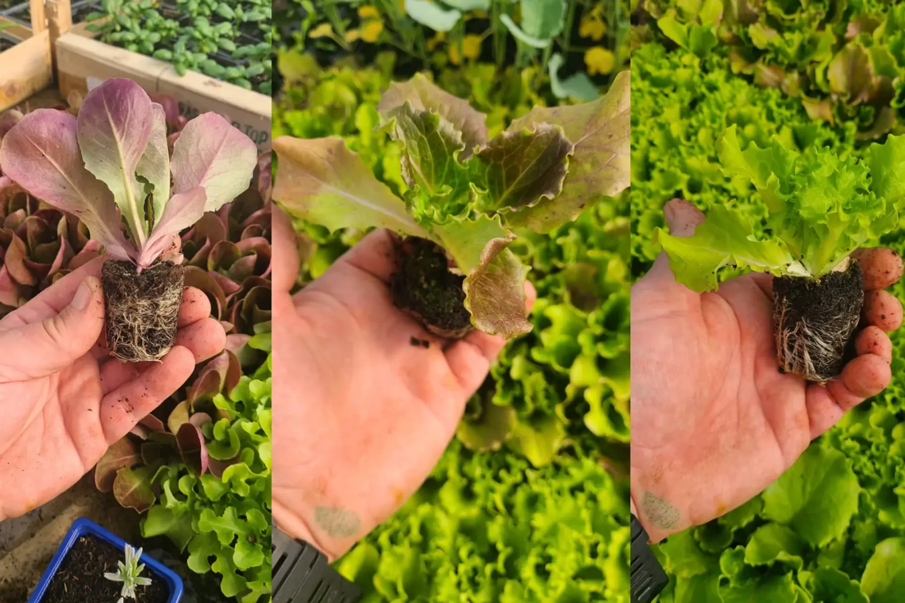 Plants de salade X6