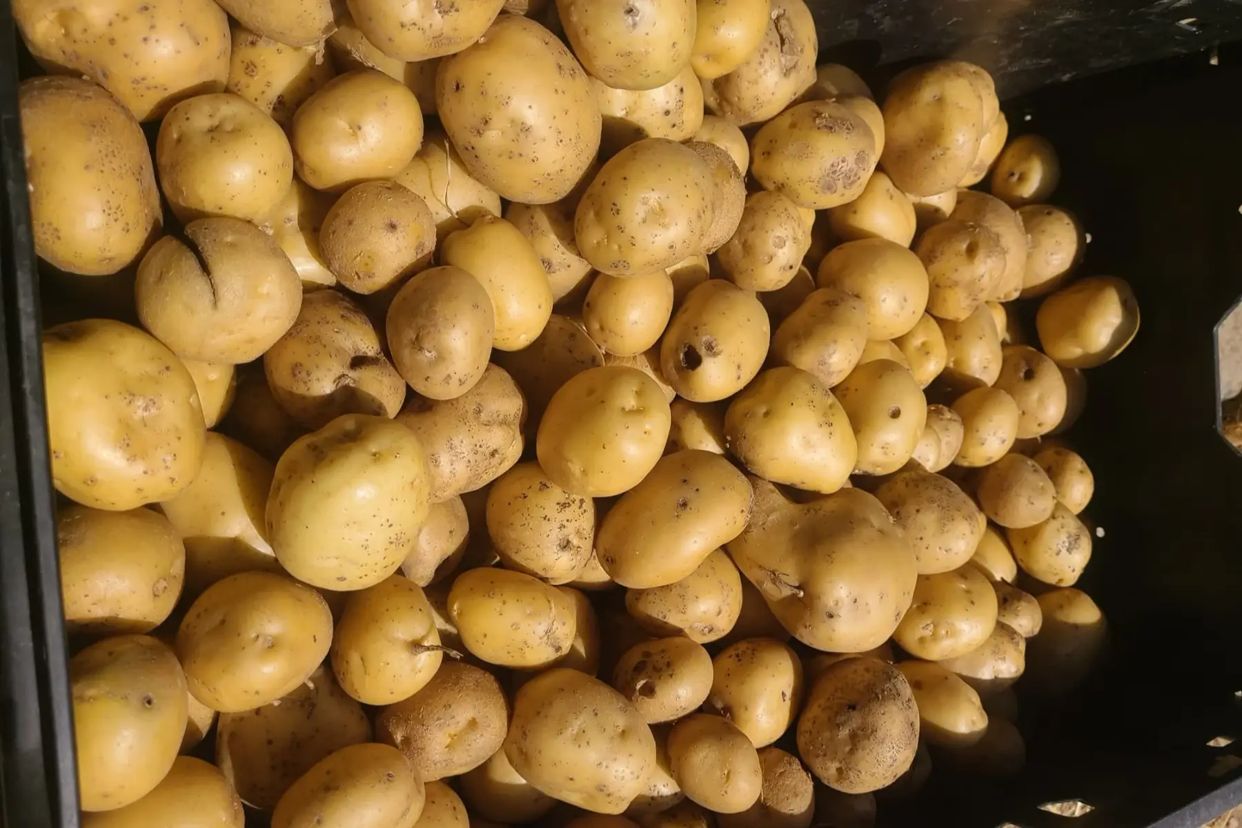 Pomme de terre calibre moyen