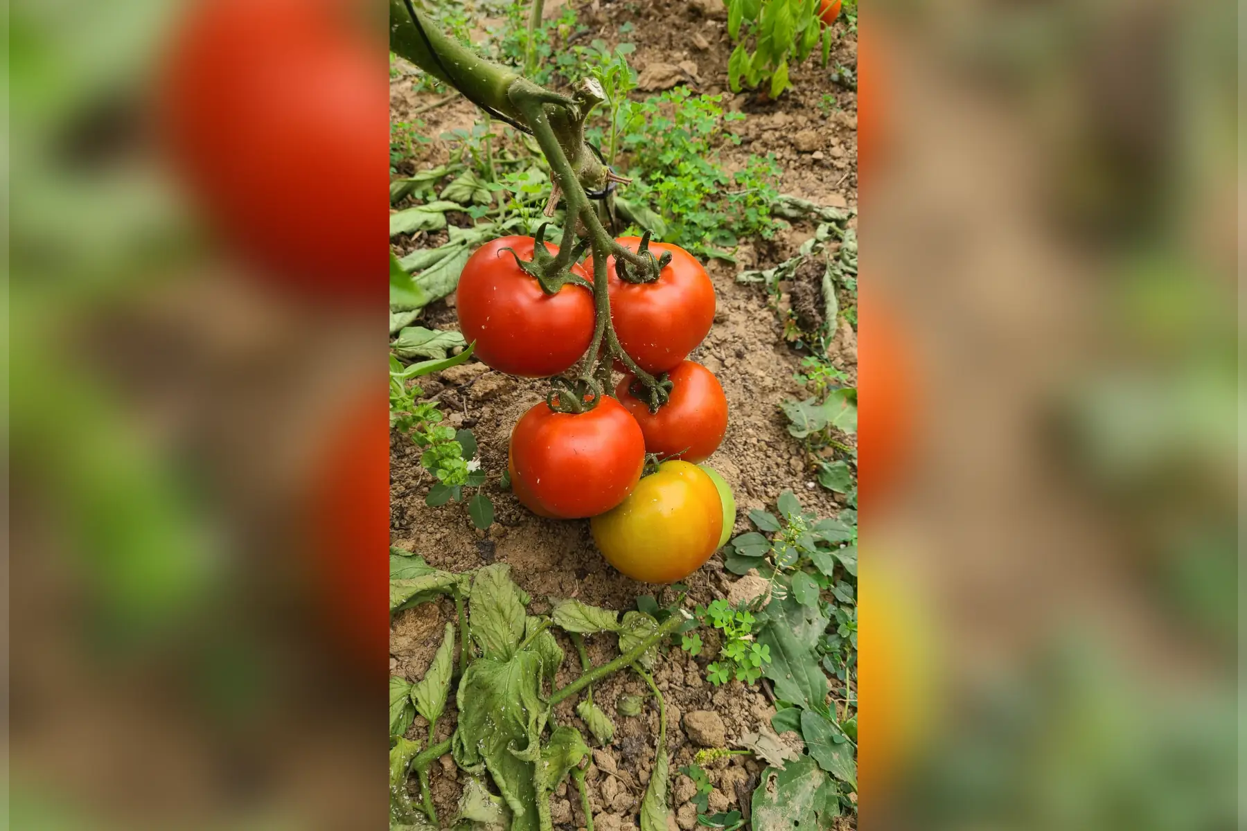 Tomate (Mélange de variétés)