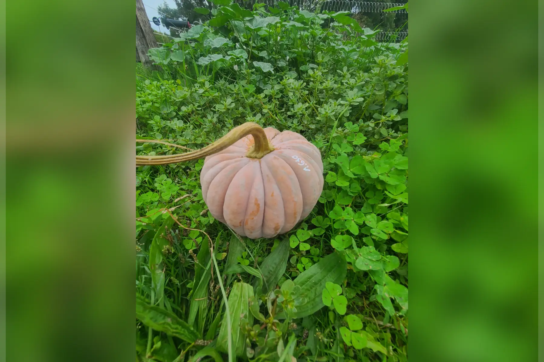 Courge Moschata Futsu Black