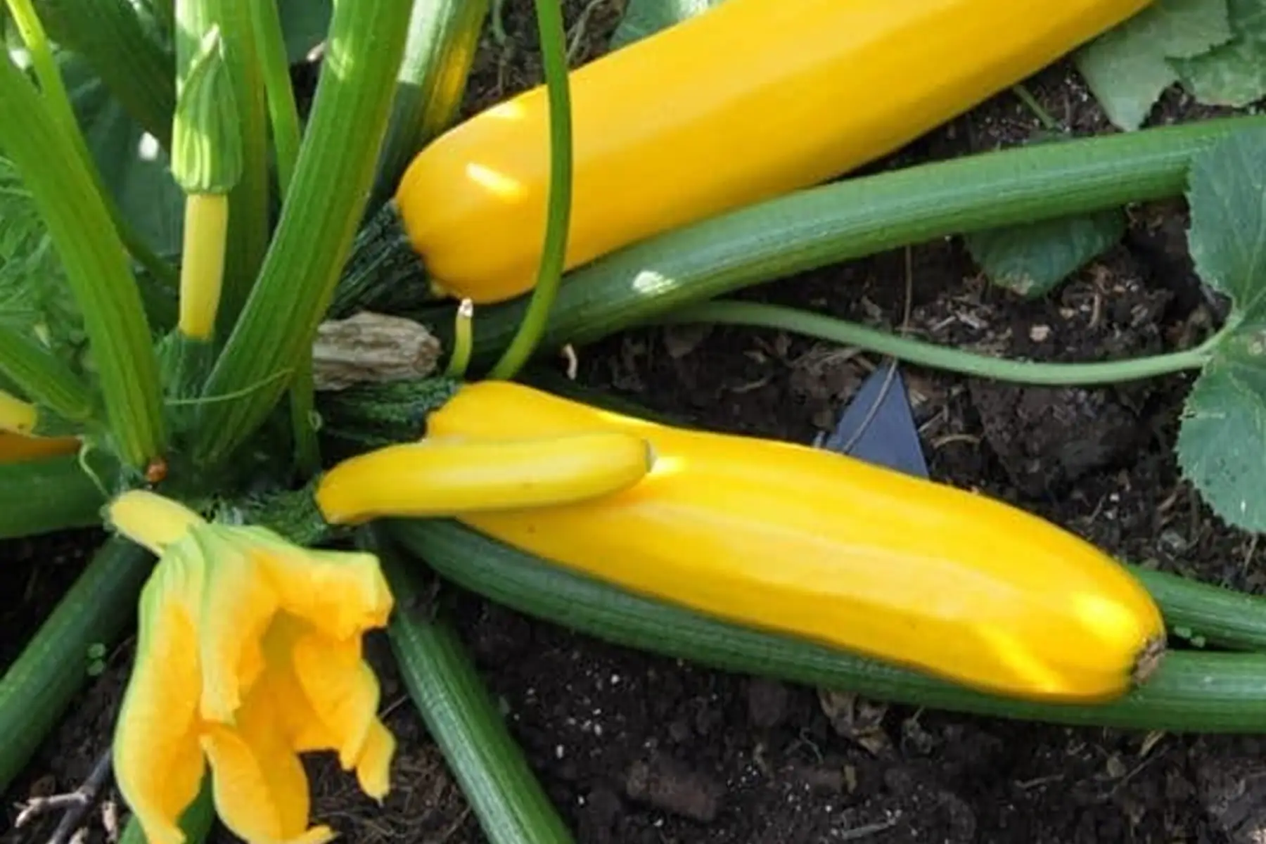 Courgettes Jaunes