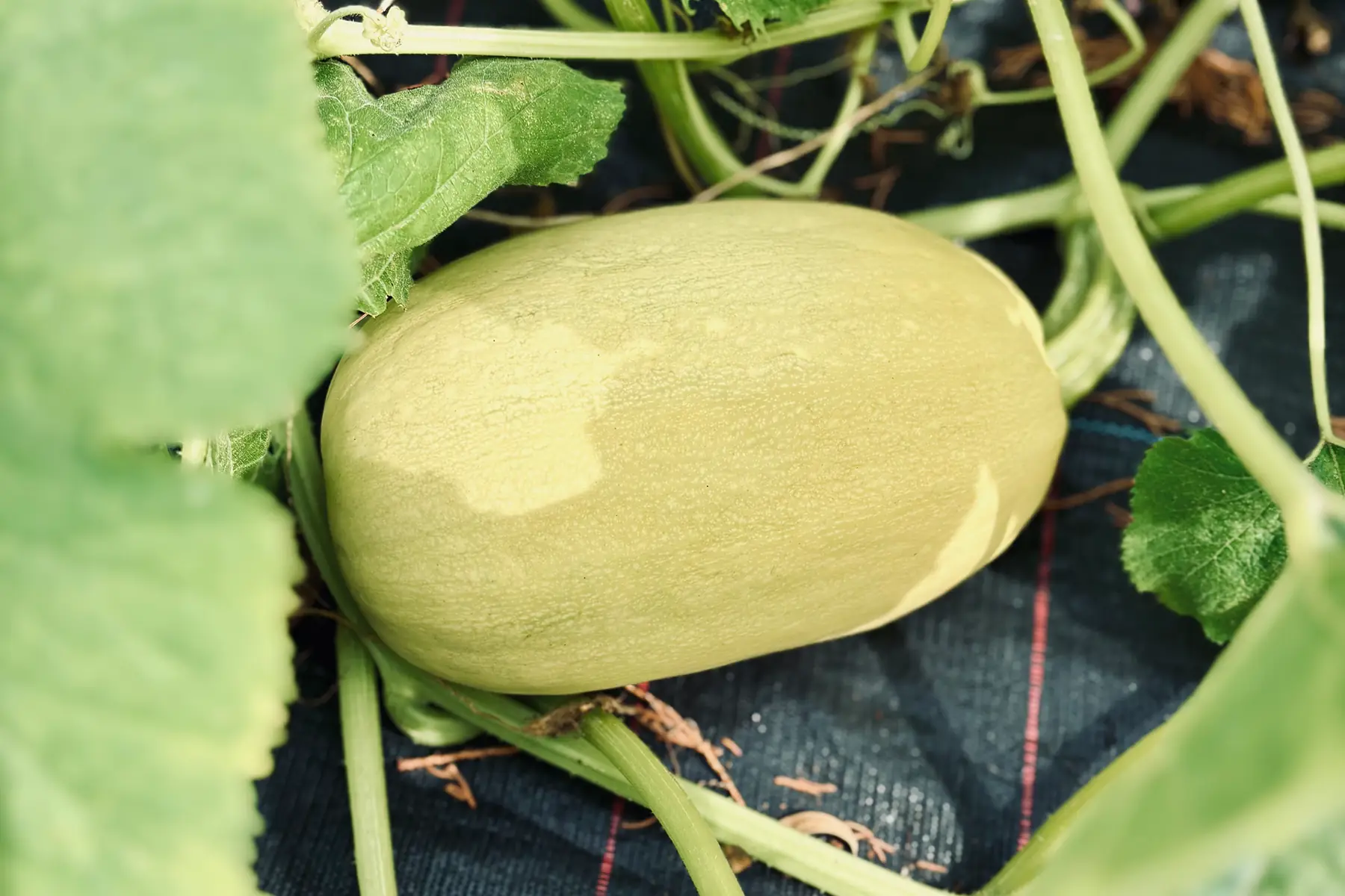 Courges spaghetti