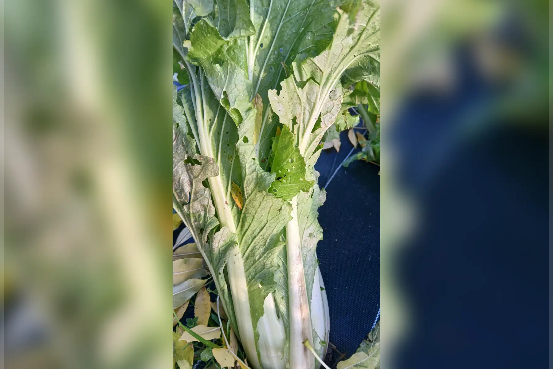 Chou chinois pe tsai