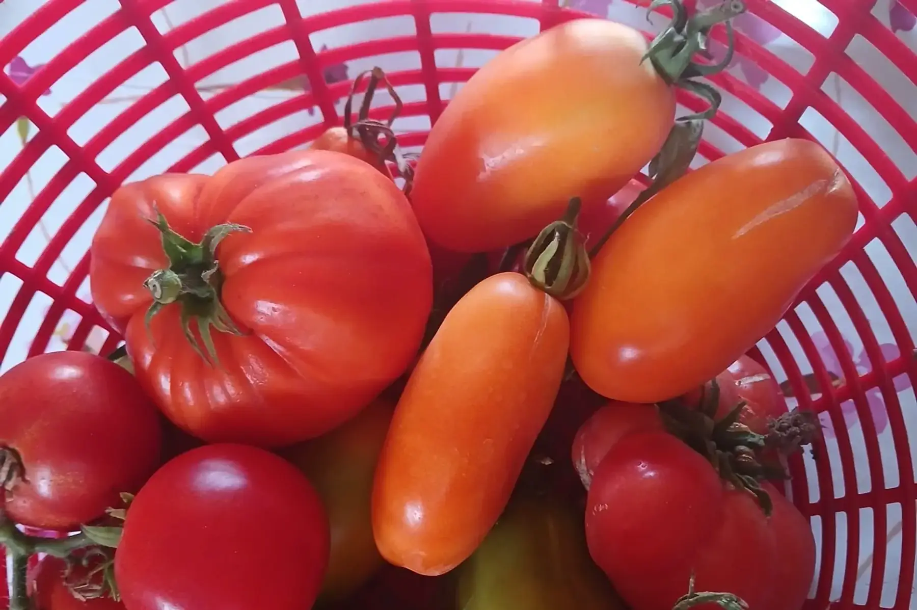 Tomates en mélange