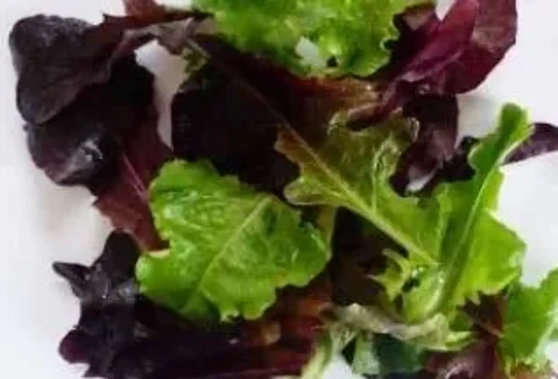 Jeunes pousses en melange