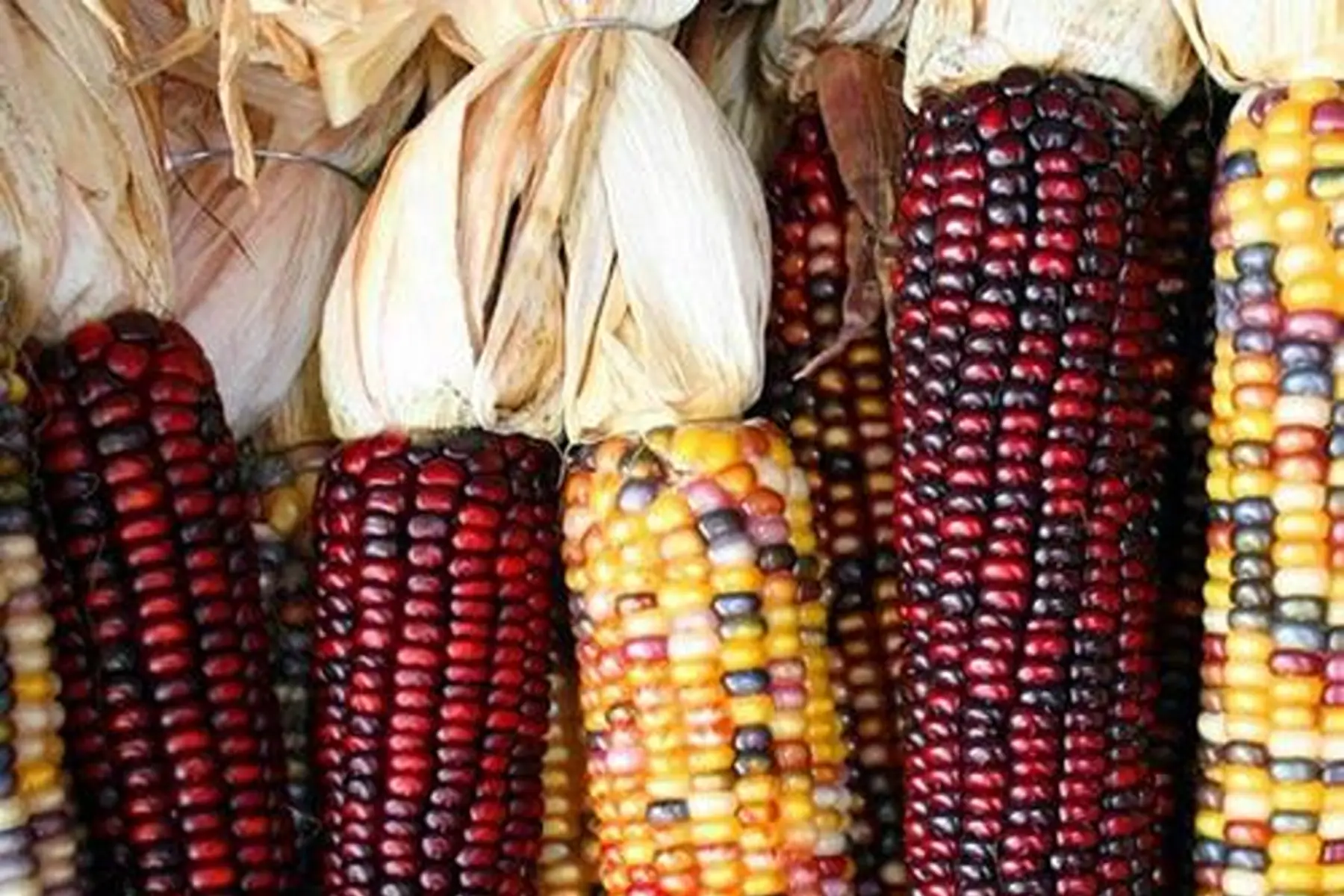 Semoule de maïs rouge d'Astarac - 450g (sachet sous-vide)