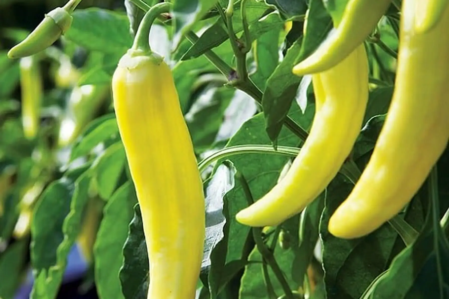 Poivron blanc