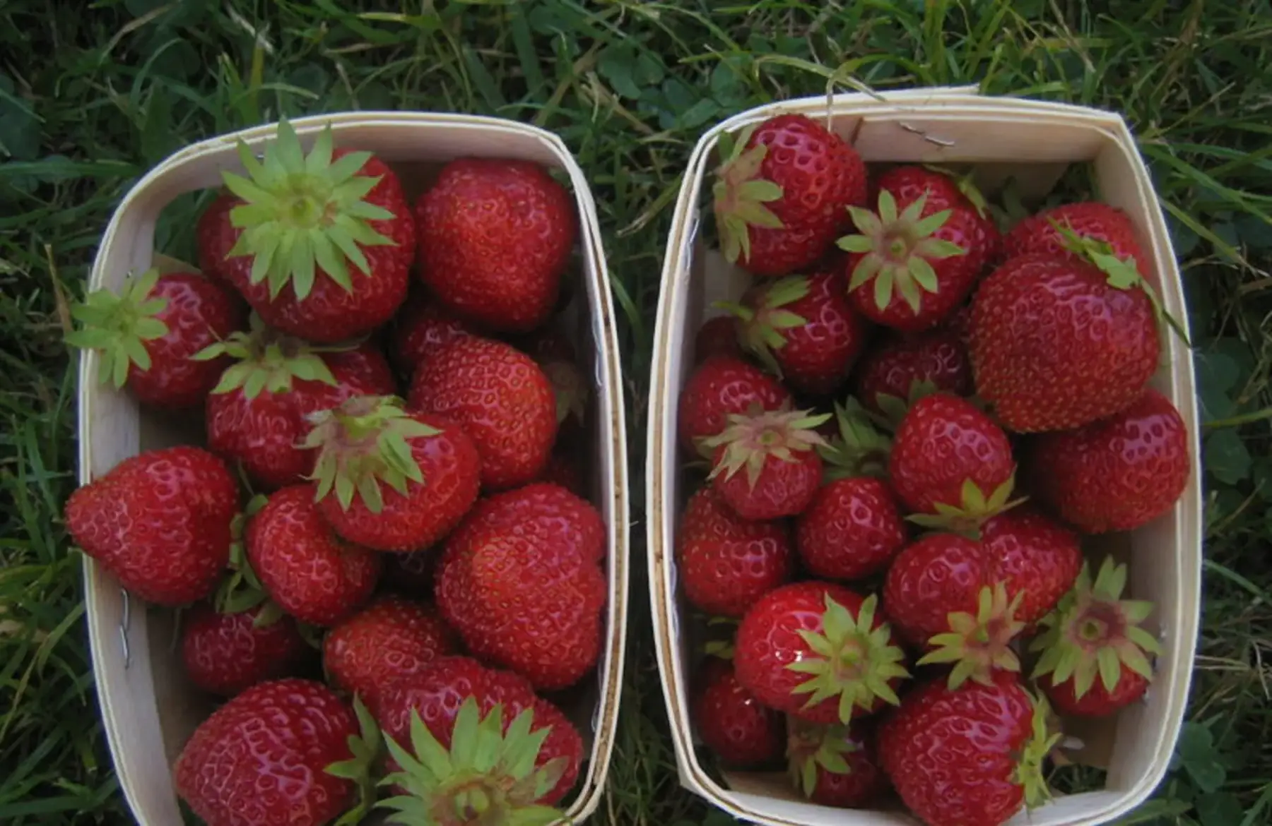 Fraise bio 250g