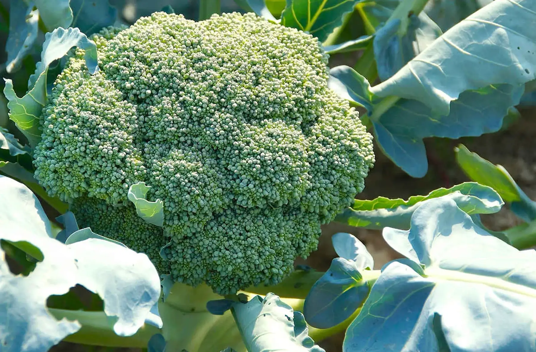 Brocoli