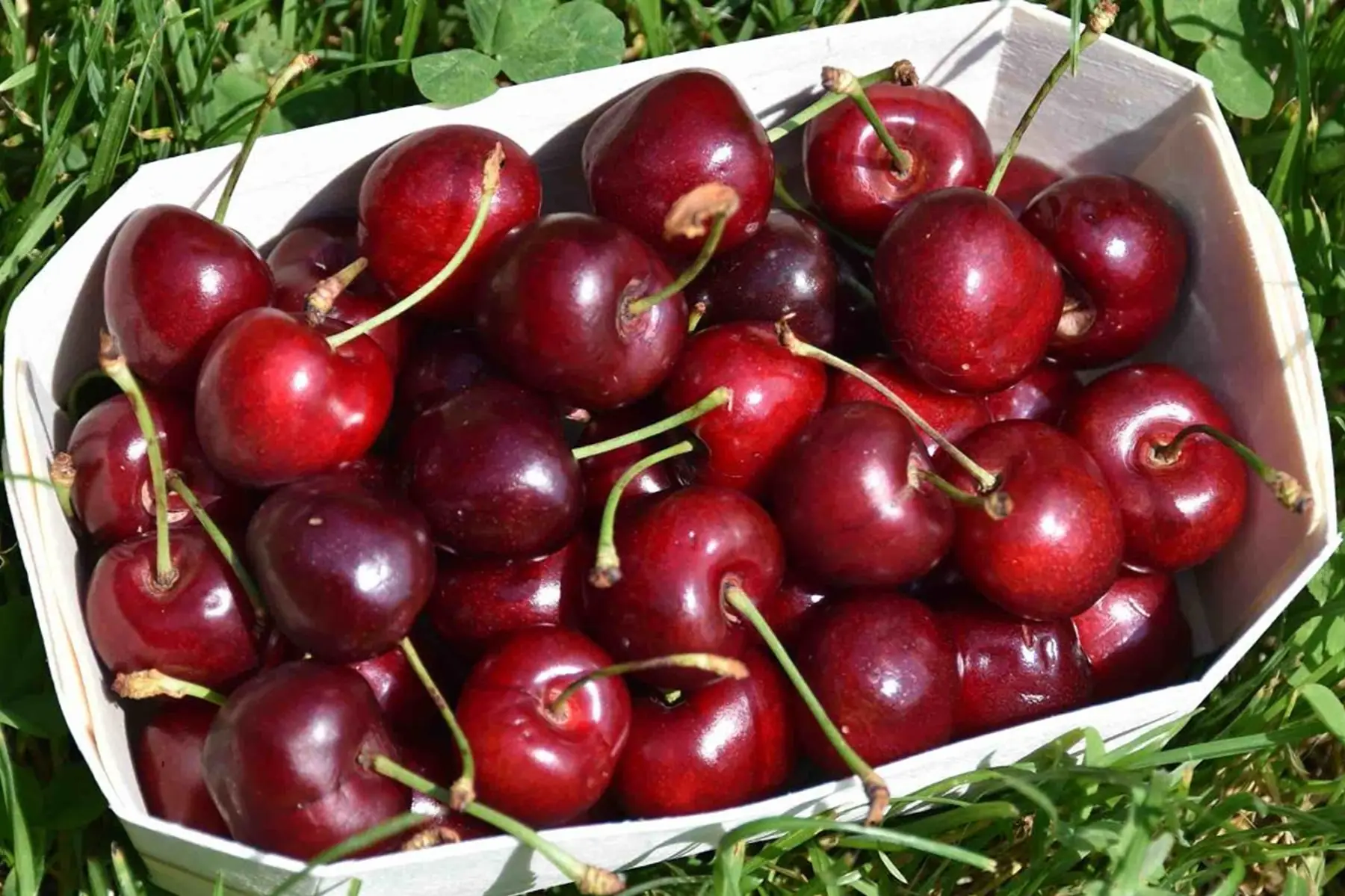 Cerise bio 250g