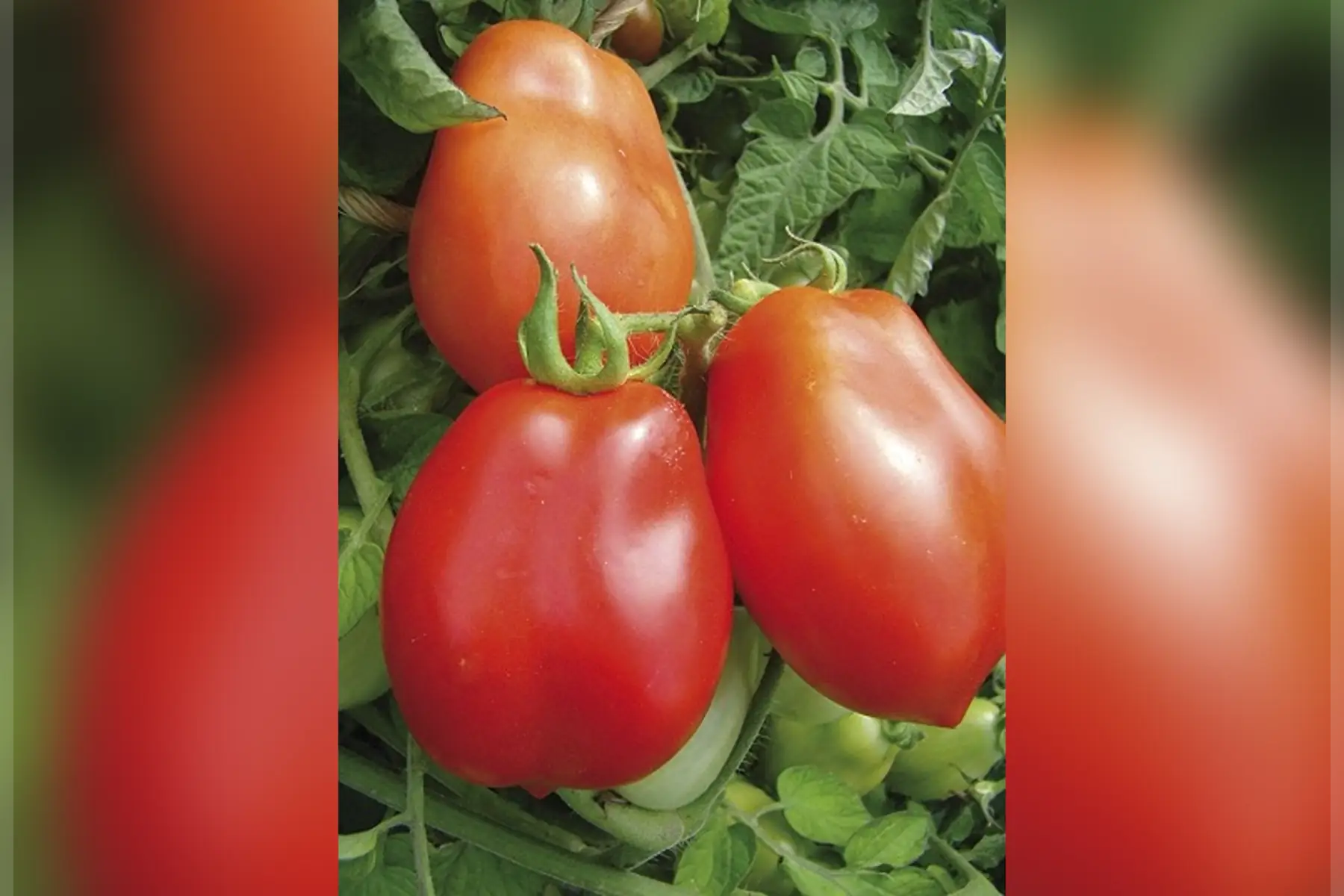 Tomate allongé