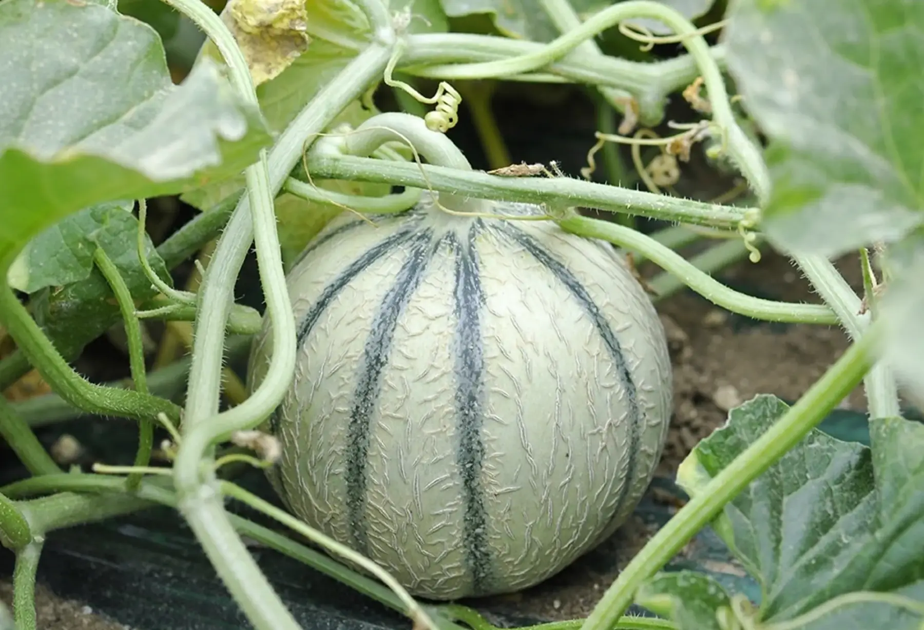 Melon
