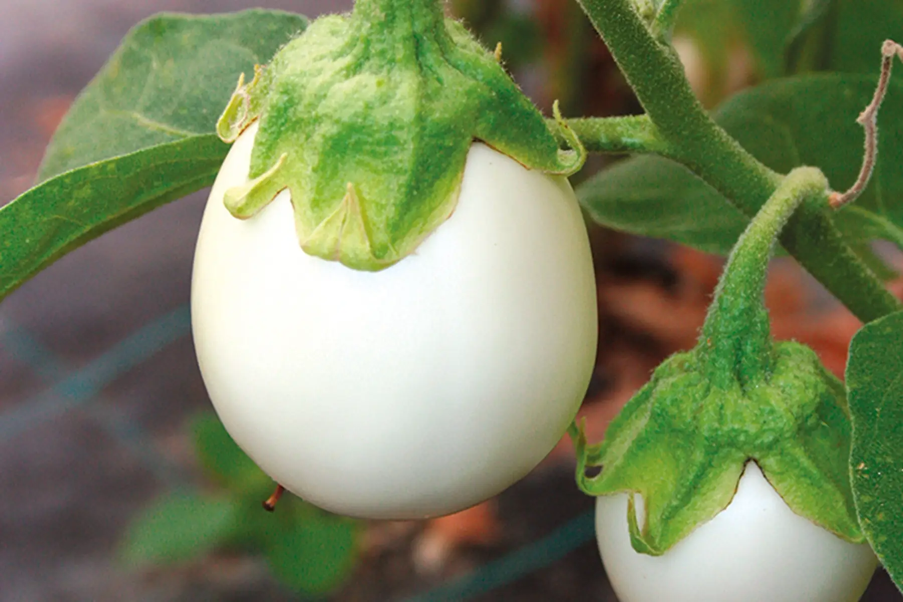 PROMO -20% Aubergine Blanche