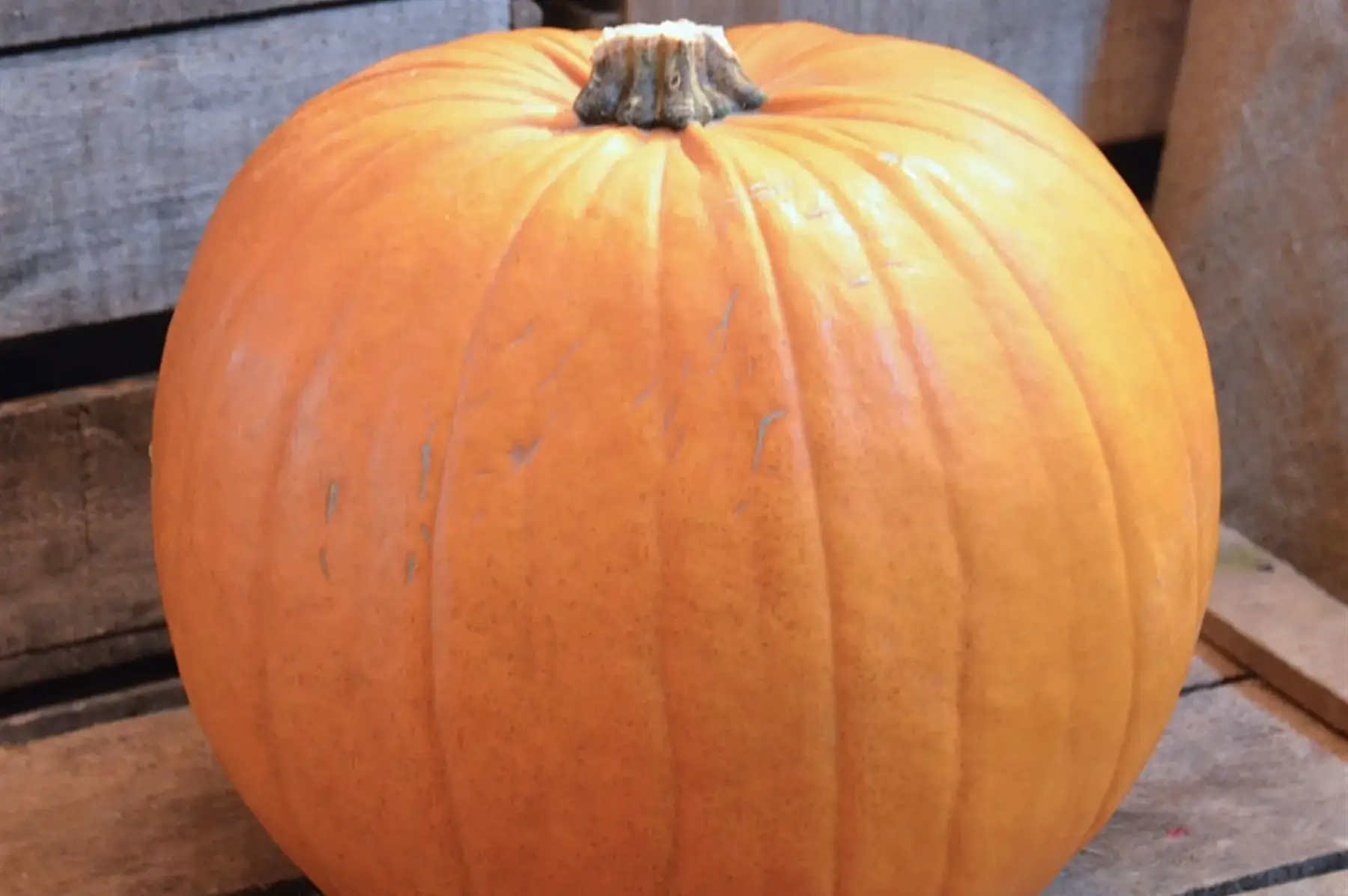 Citrouille d'halloween grand format