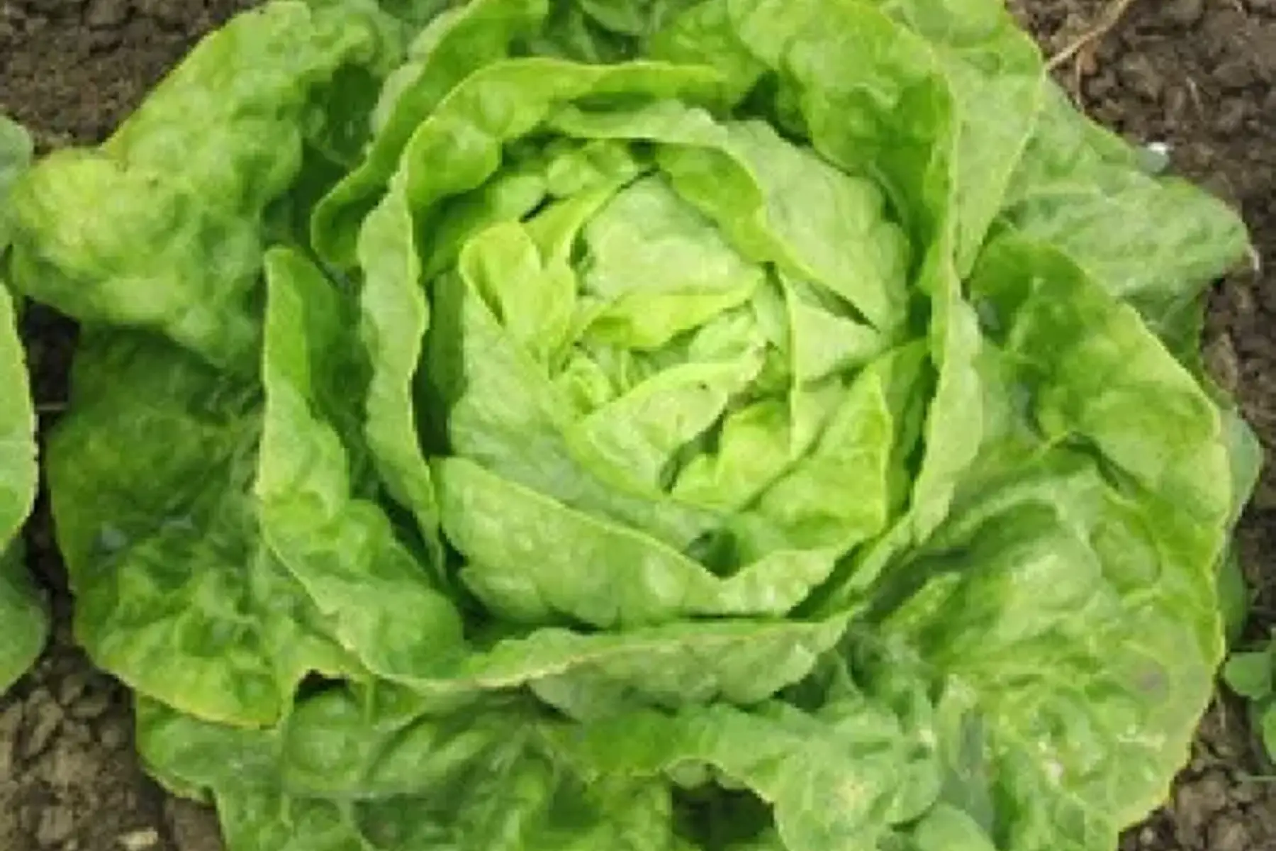 Laitue pommé