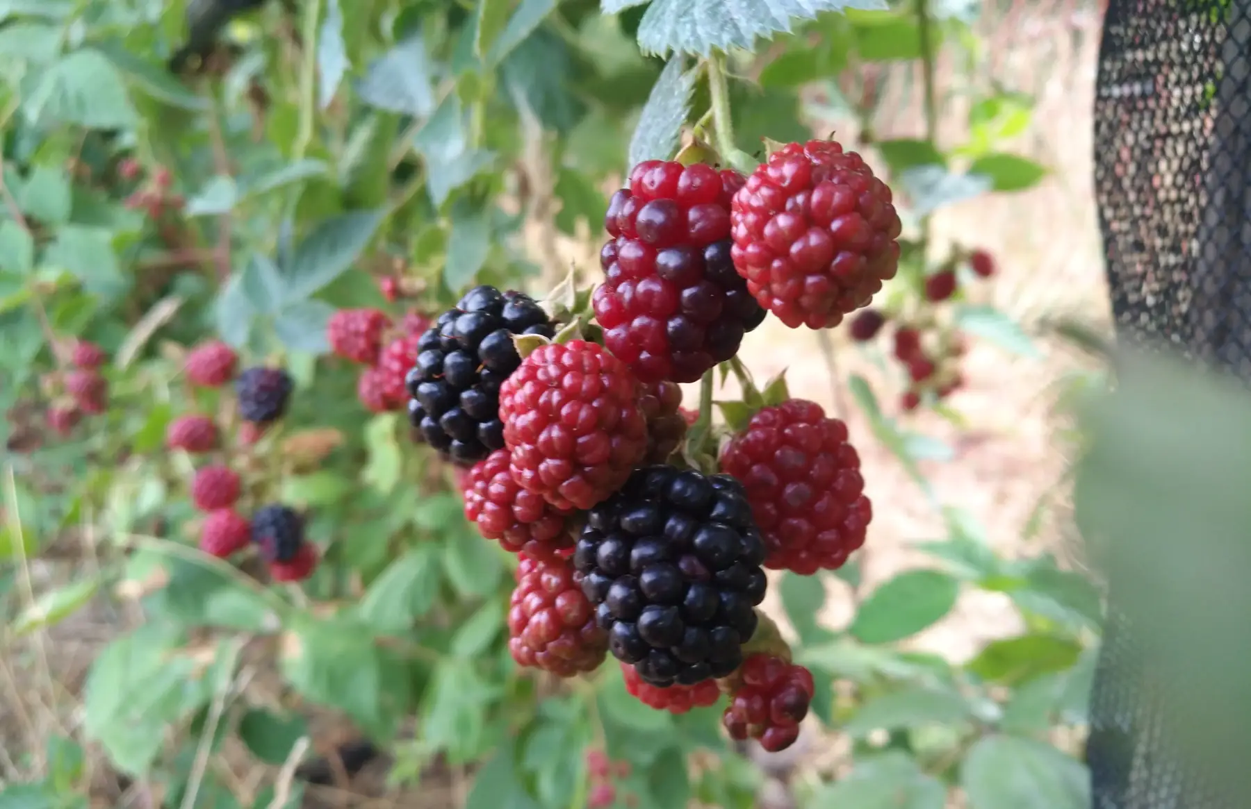 Sirop de mûres