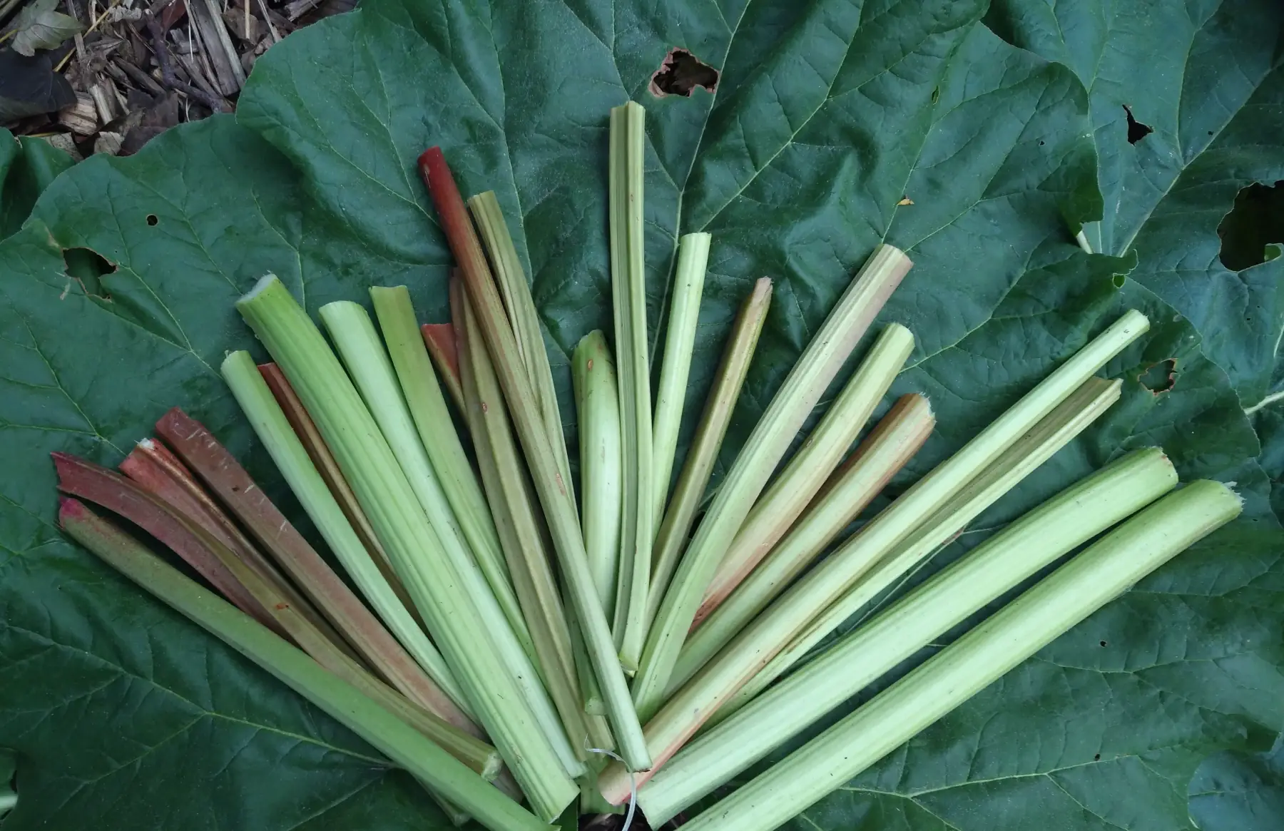 Confiture de rhubarbe