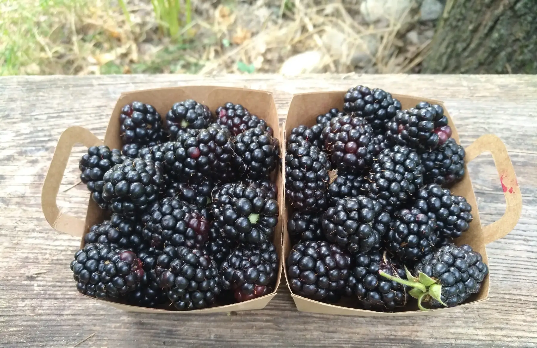 Mûres barquette 125g