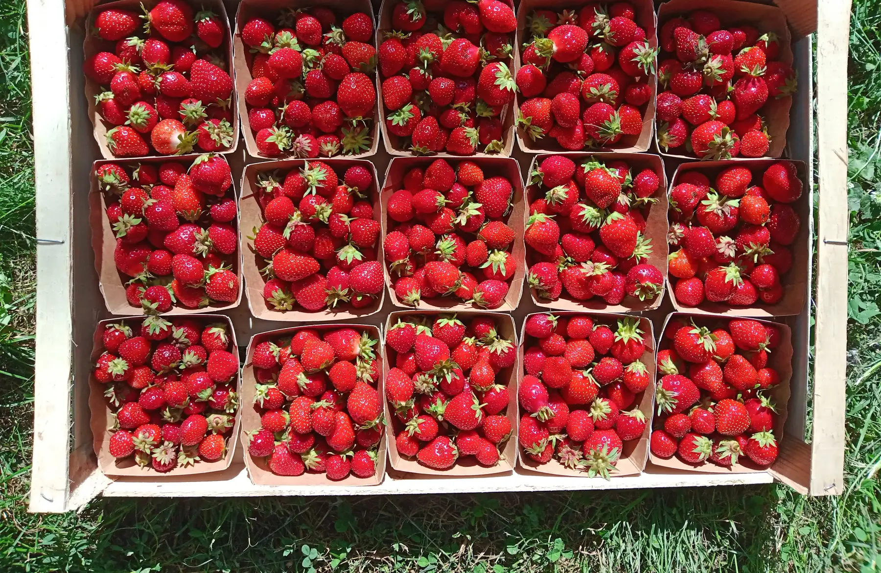 Fraises BIO plein champ