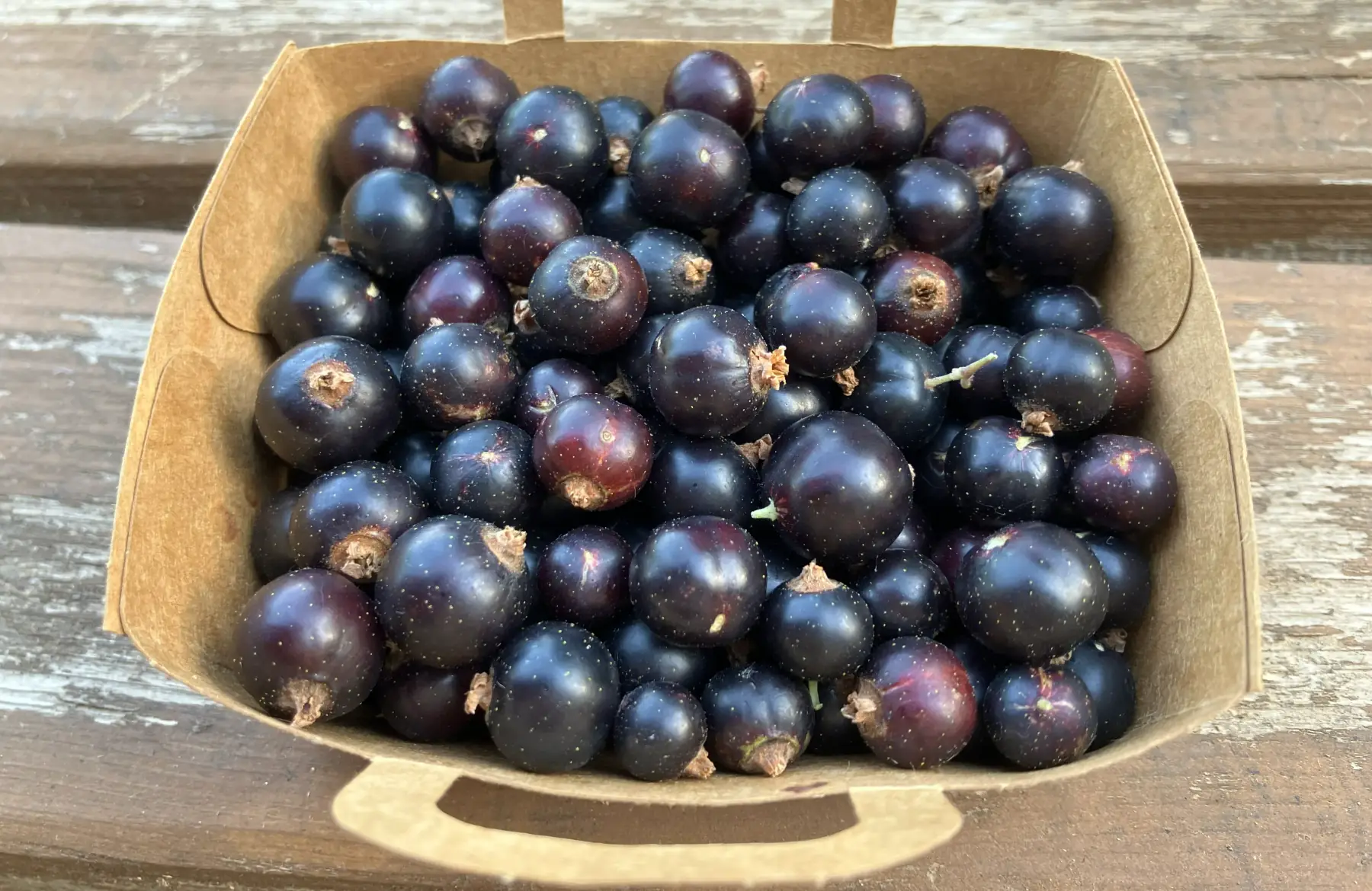 Barquette Cassis