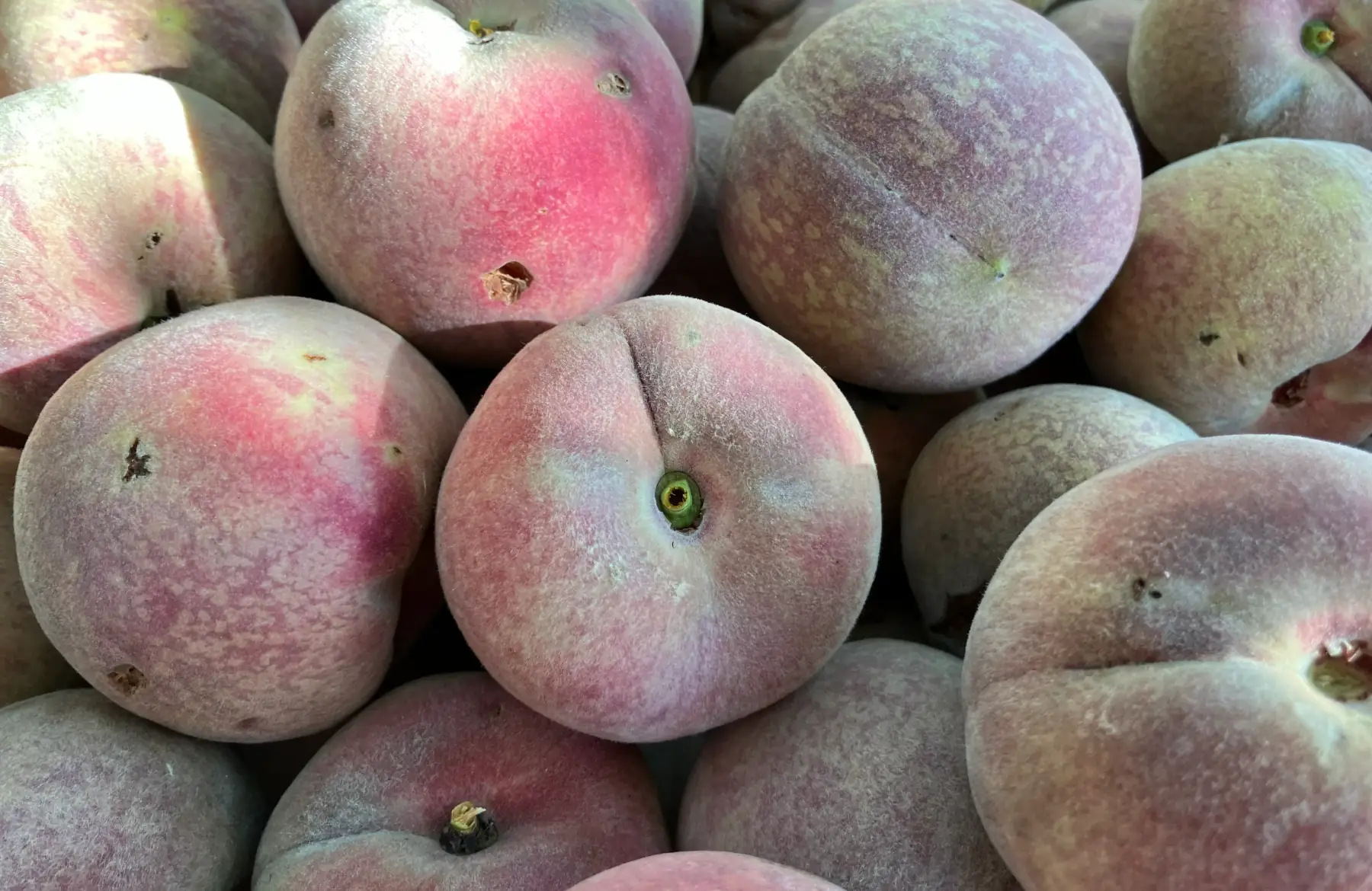 Pêches de vigne BIO