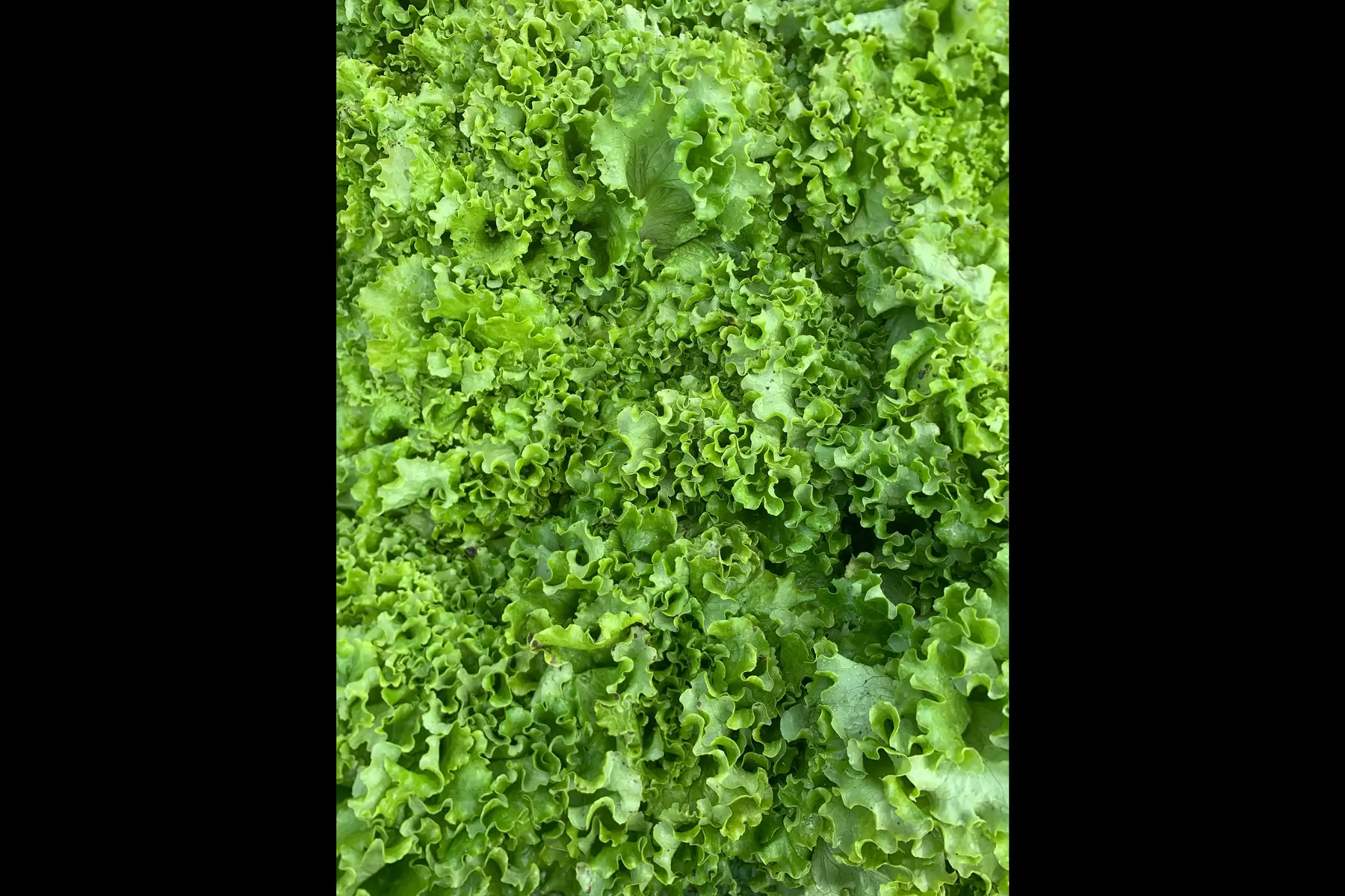 Salade Verte