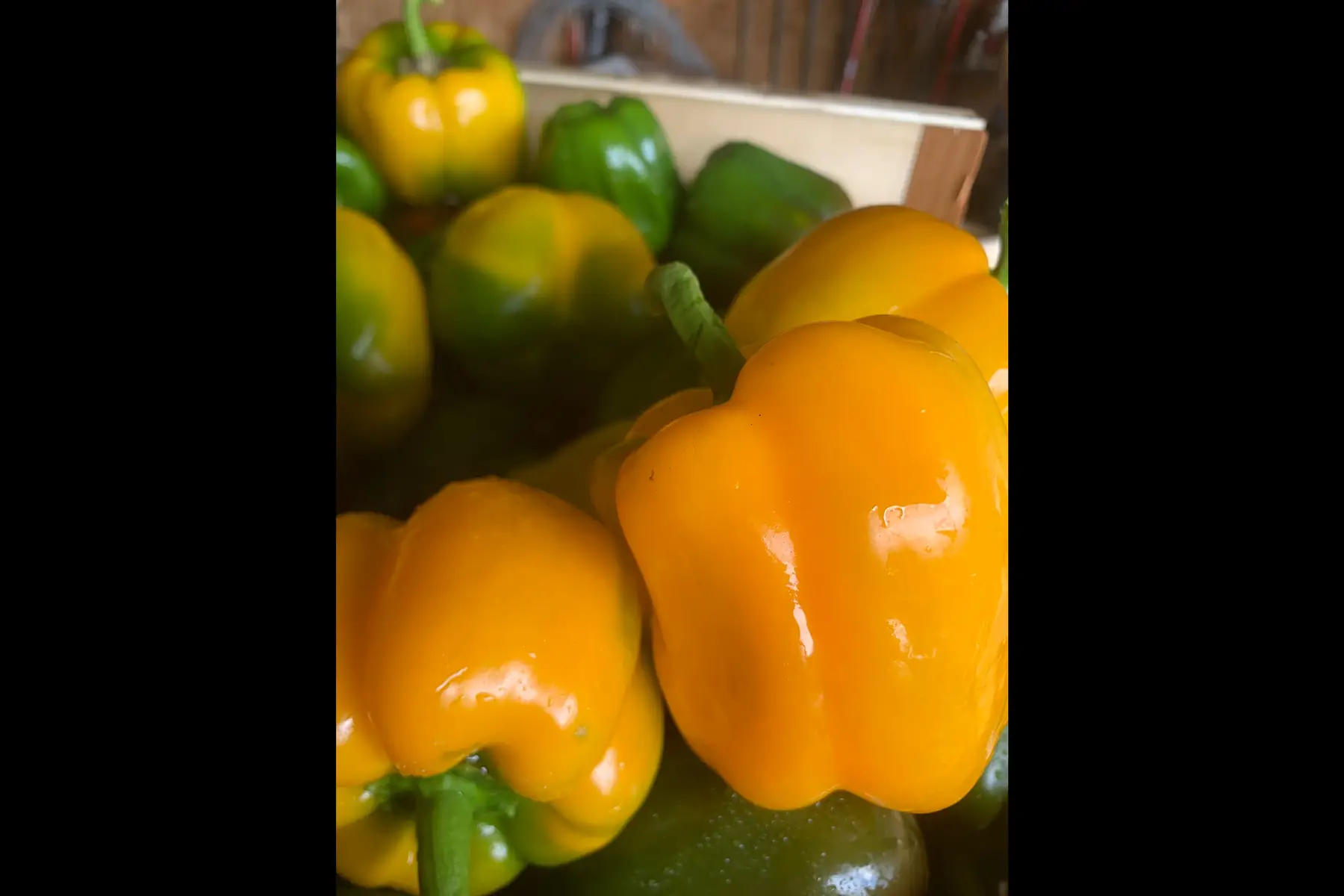 Poivron 🫑