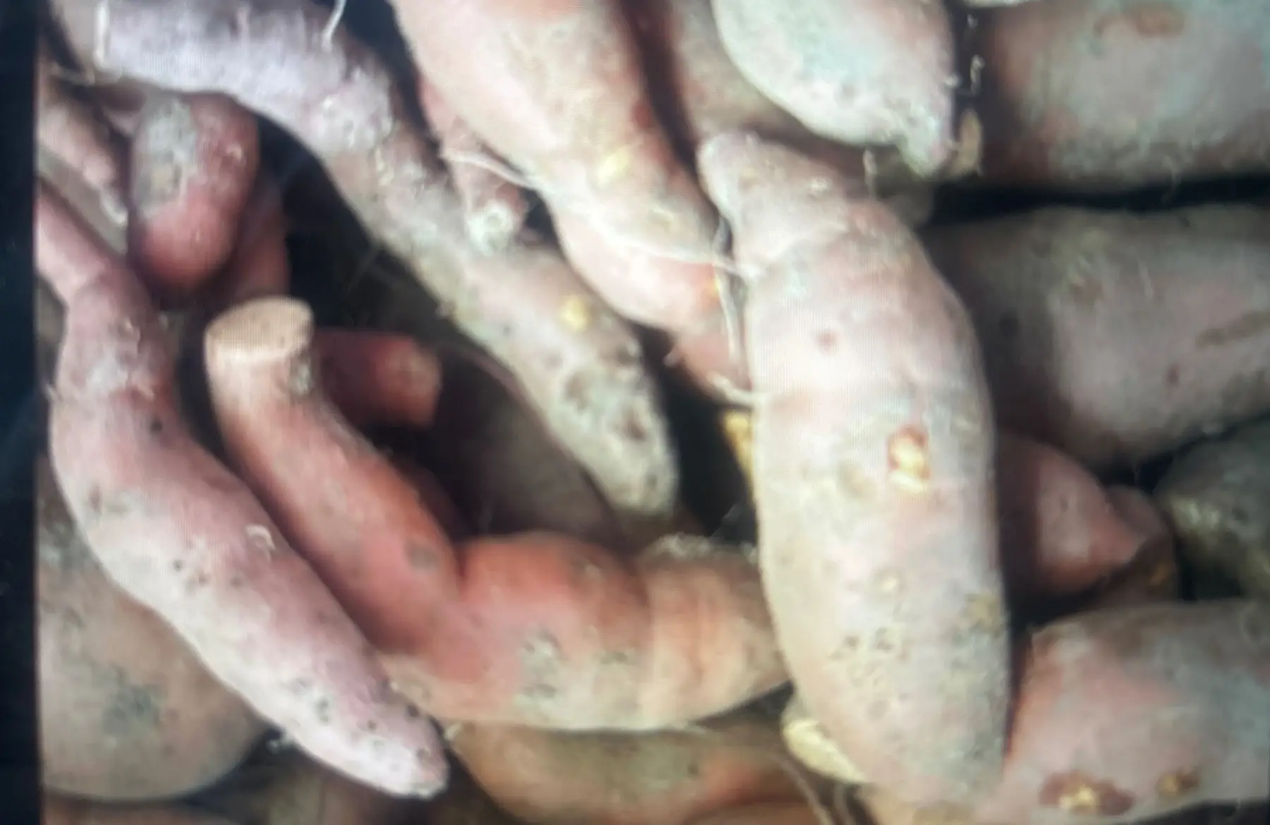 Patate douce orange AB