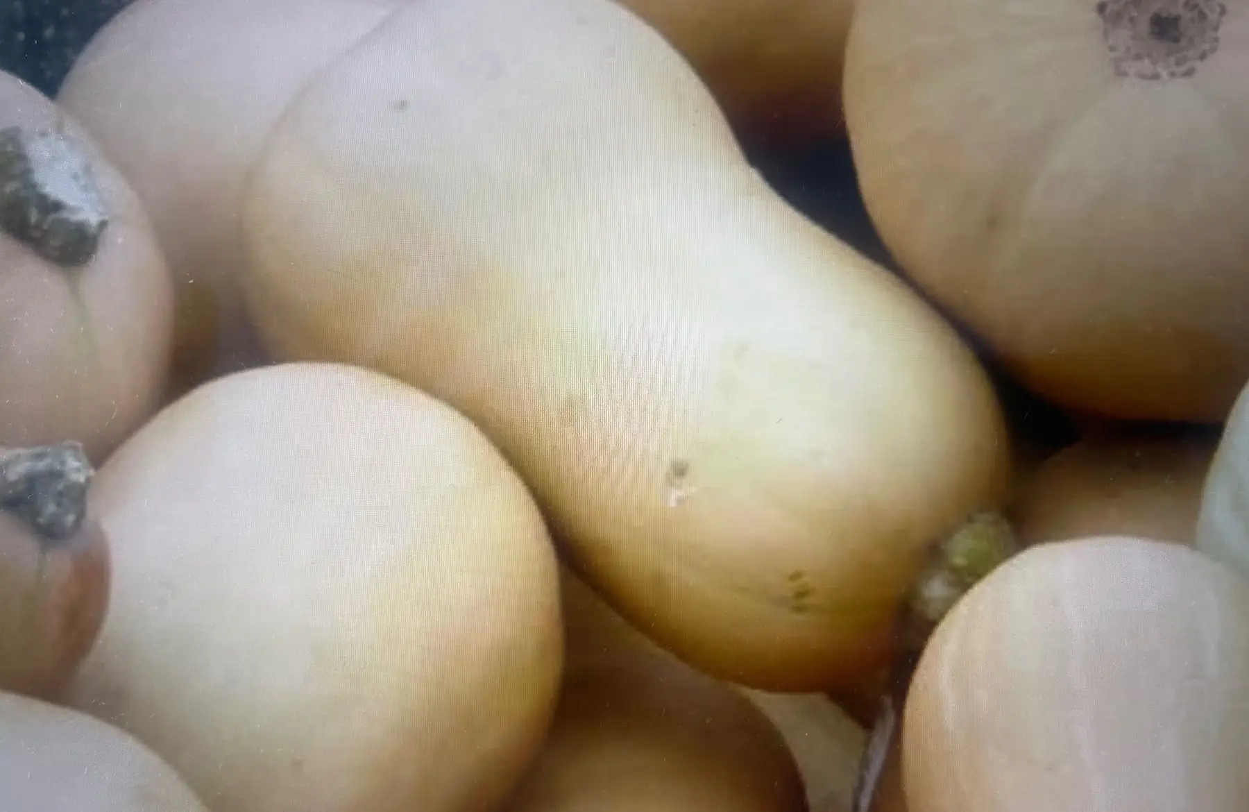 Butternut en vrac AB