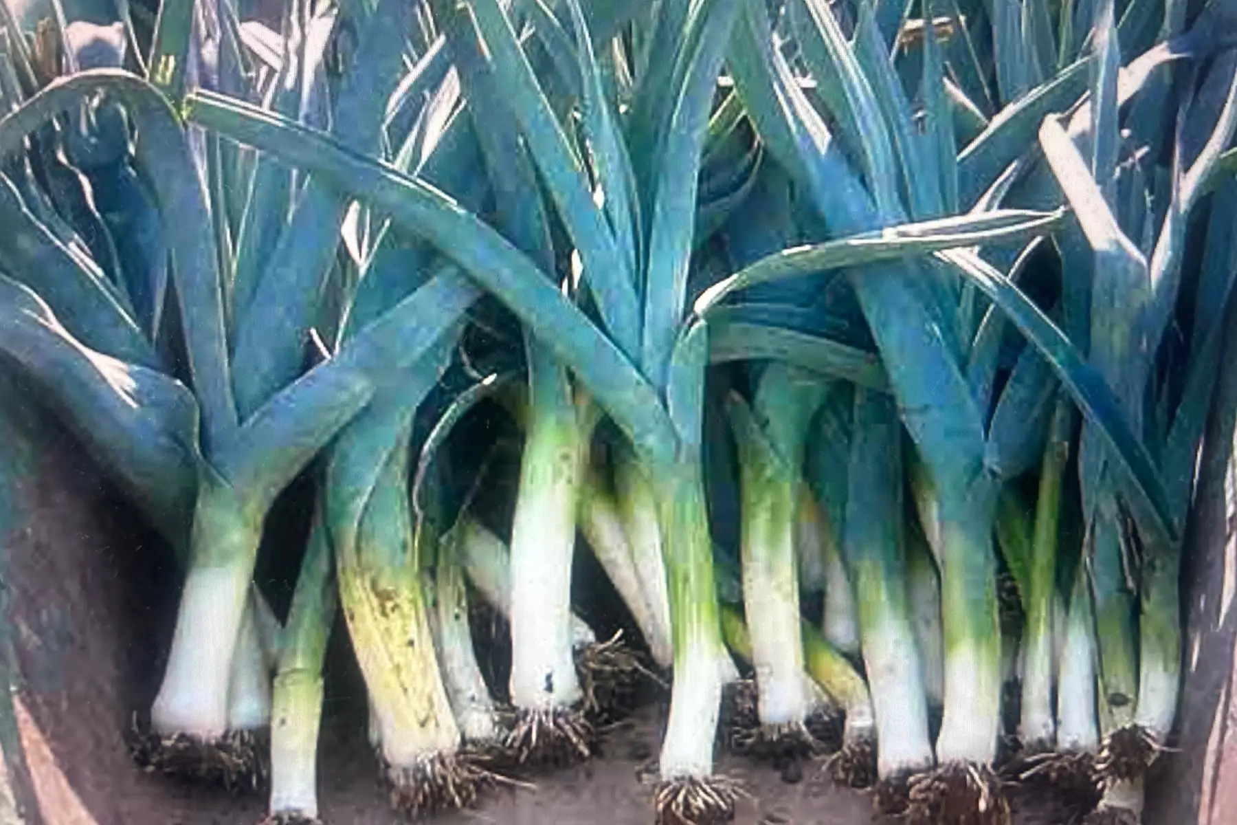 Poireaux en vrac fins AB