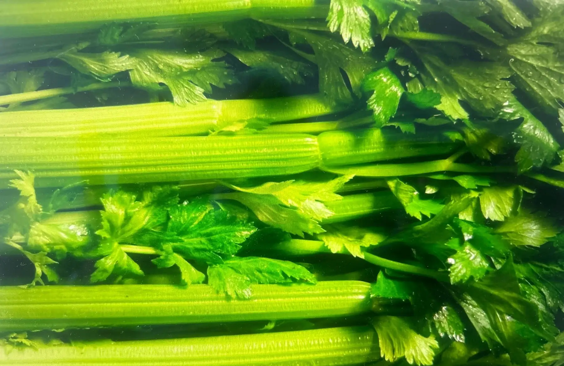 Bouquet de celeri branche