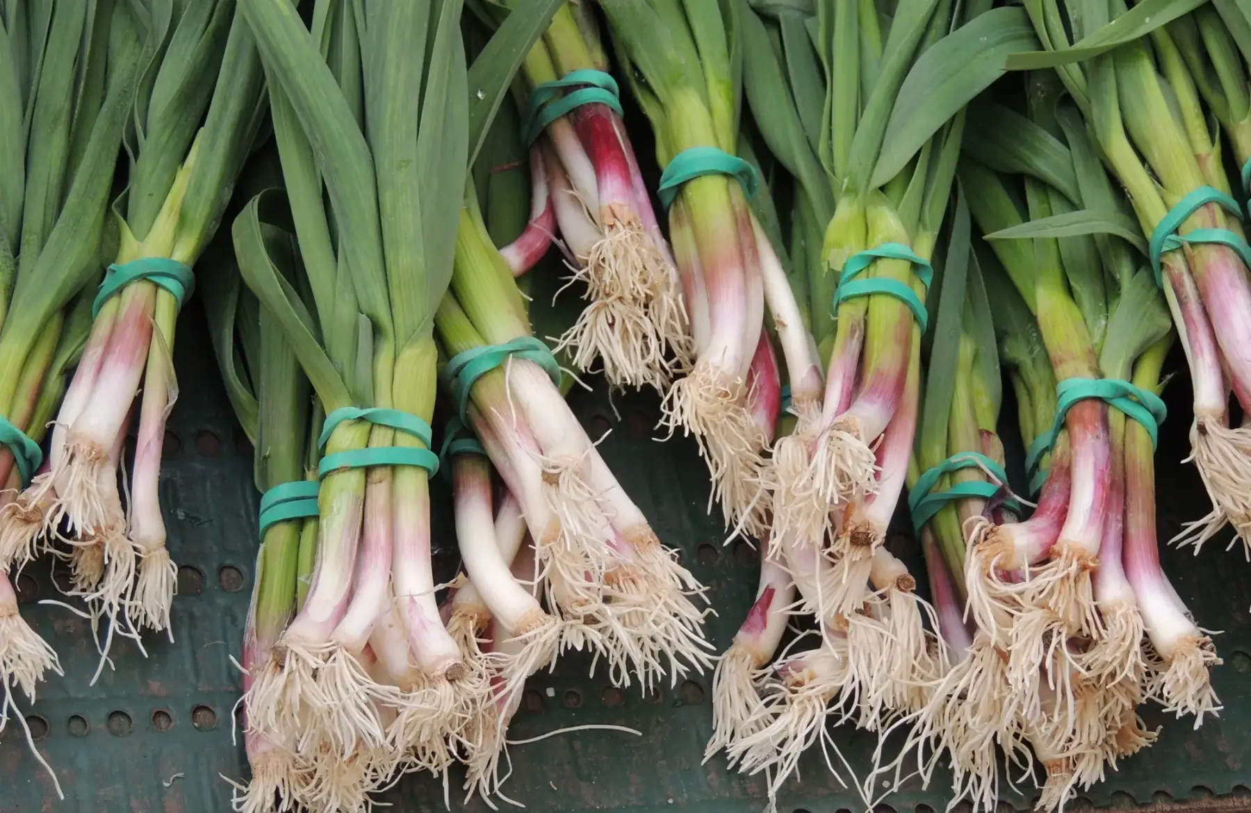 Ail FRAIS en gousse AB