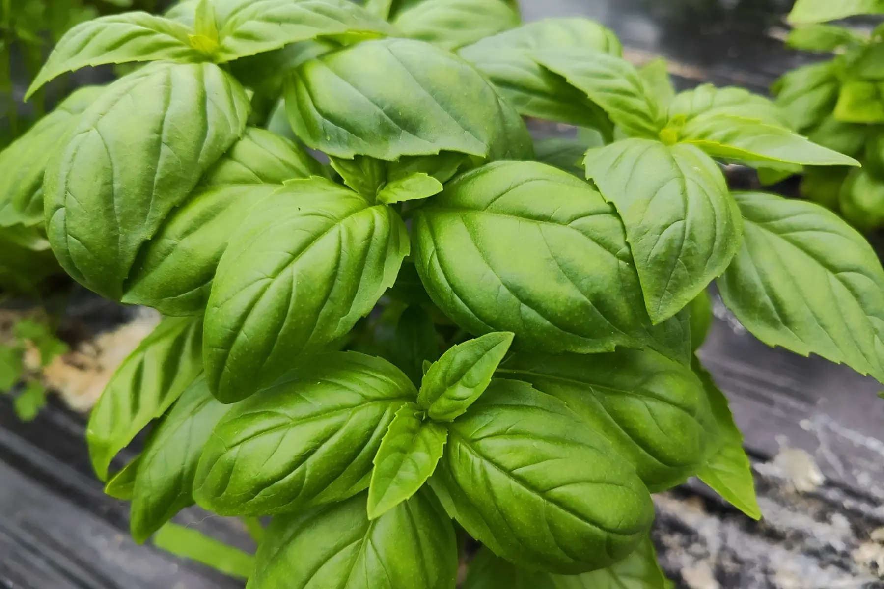 Basilic botte
