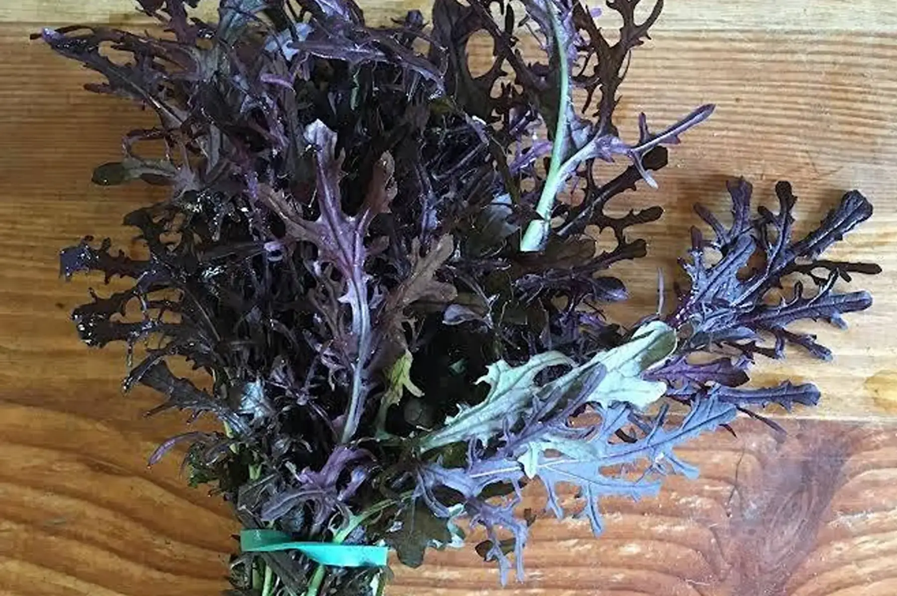 Mizuna rouge (moutarde japonnaise)