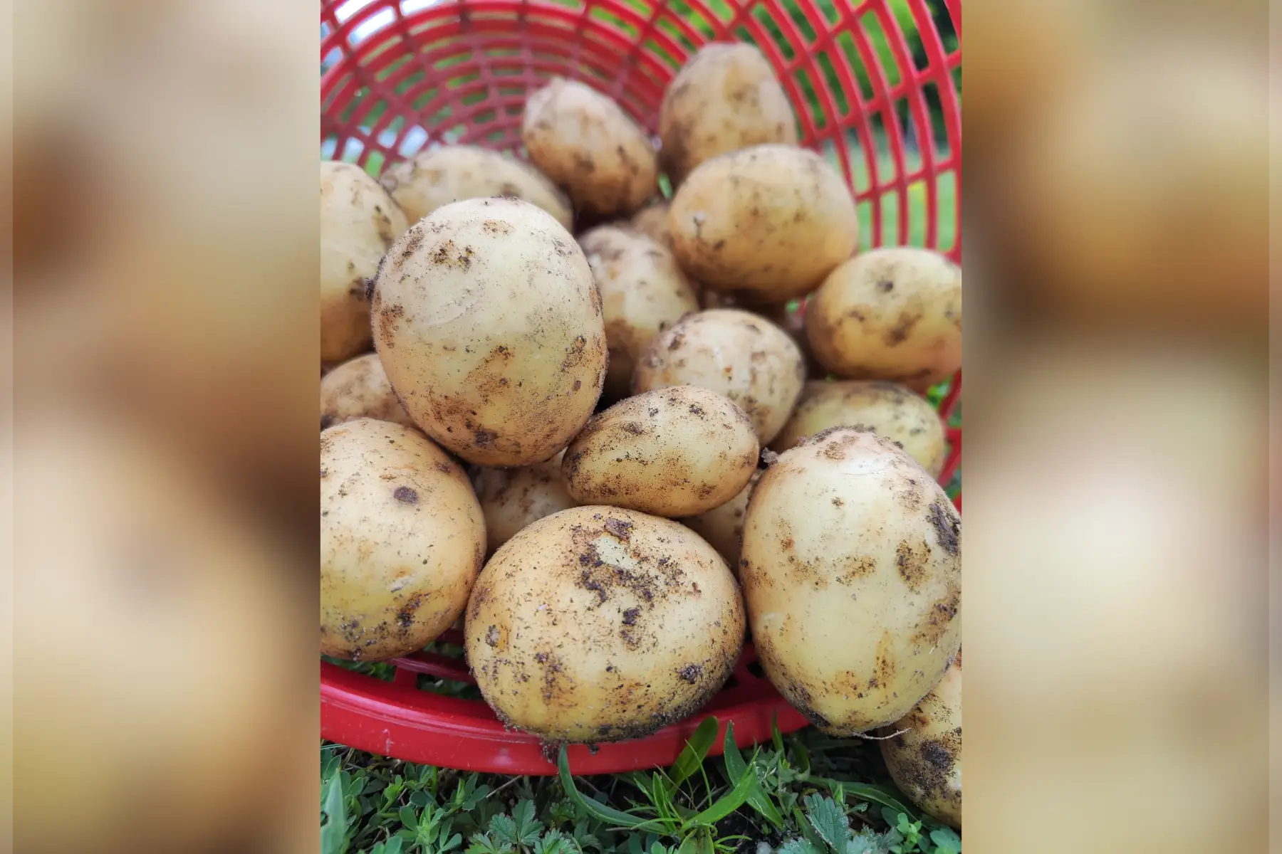 Pomme de terre primeurs 1kg