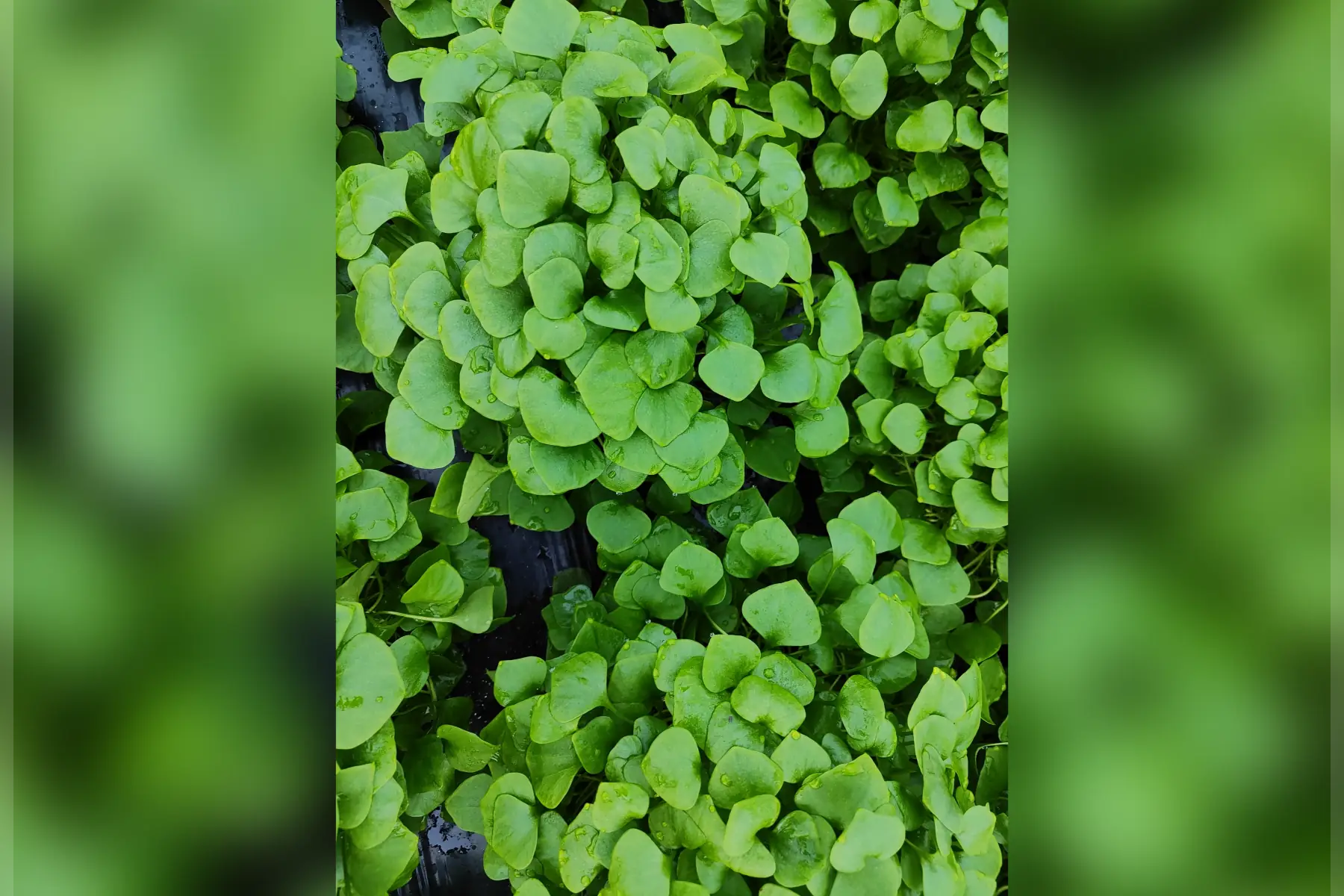 Pourpier Clayton de Cuba 200g