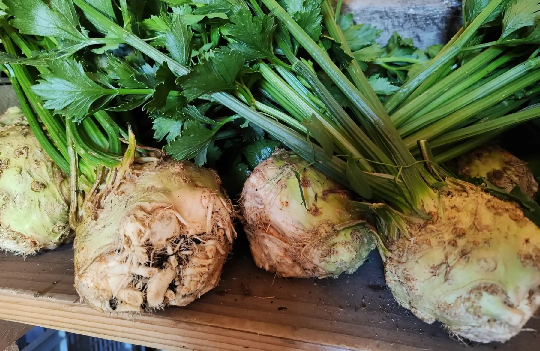 Céleri rave ~ 600g ~