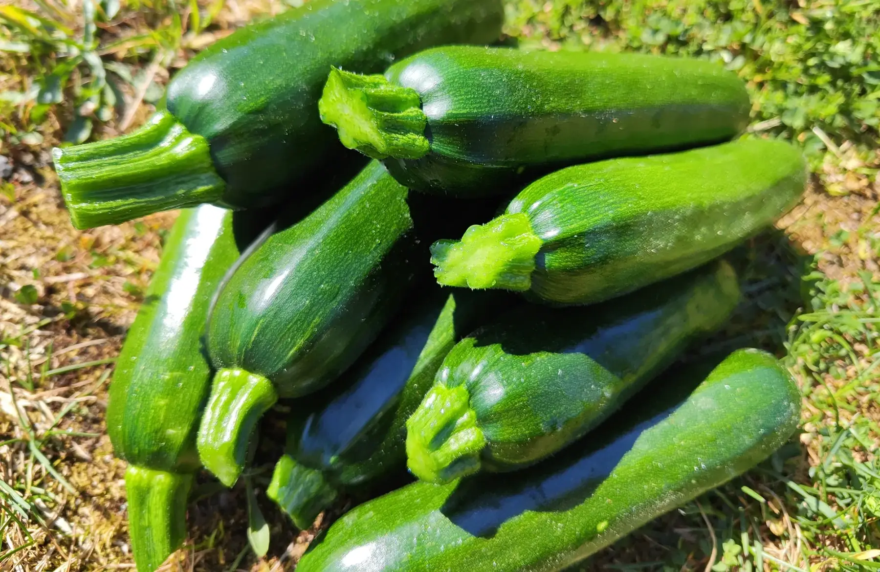 Courgette - 1kg -
