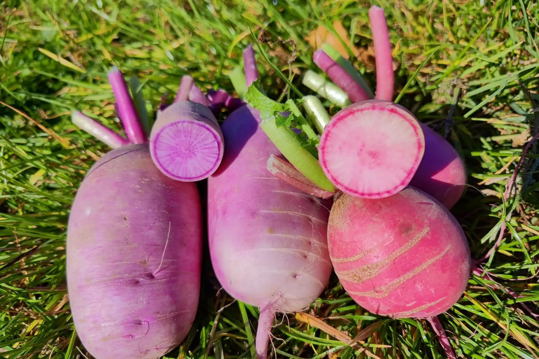 Radis blue candle et pink -500g-