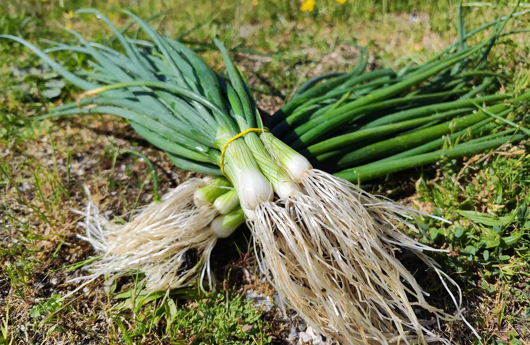 Oignon blanc - botte -