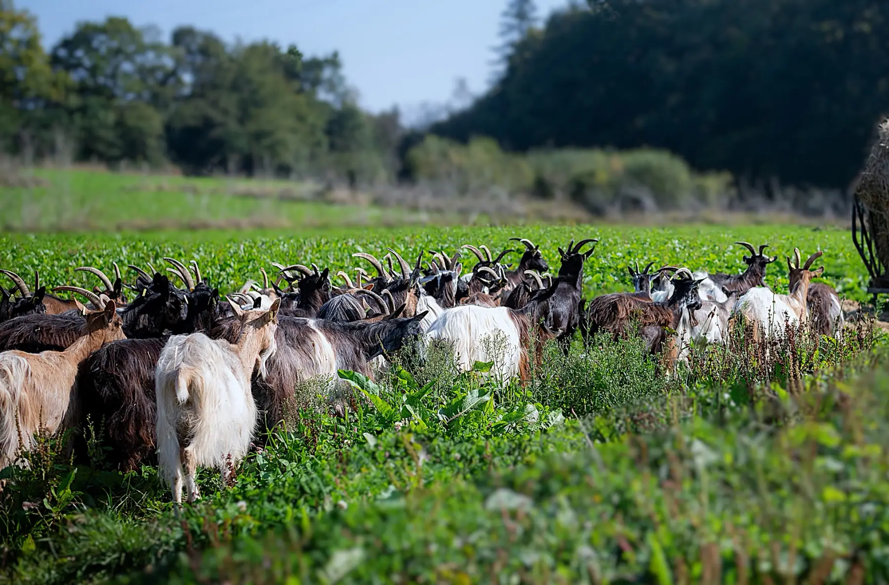 Auprès de mes chèvres