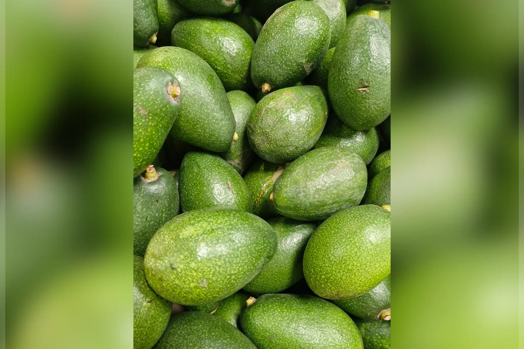 Avocat BIO