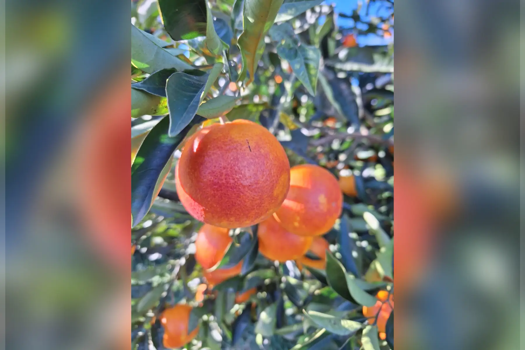 Orange demie sanguine BIO